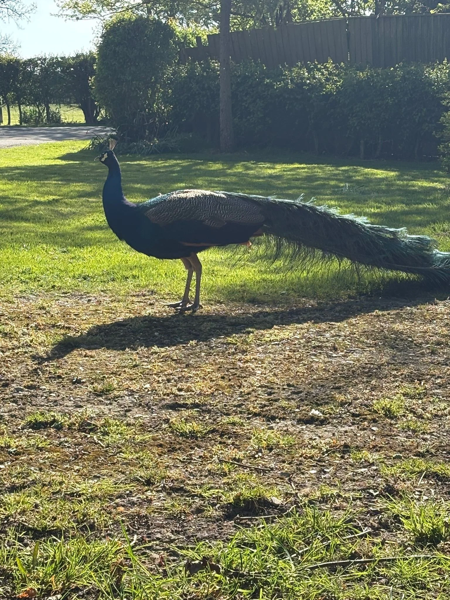 A peacock standing on grass in a backyard with trees and a wooden fence in the background.