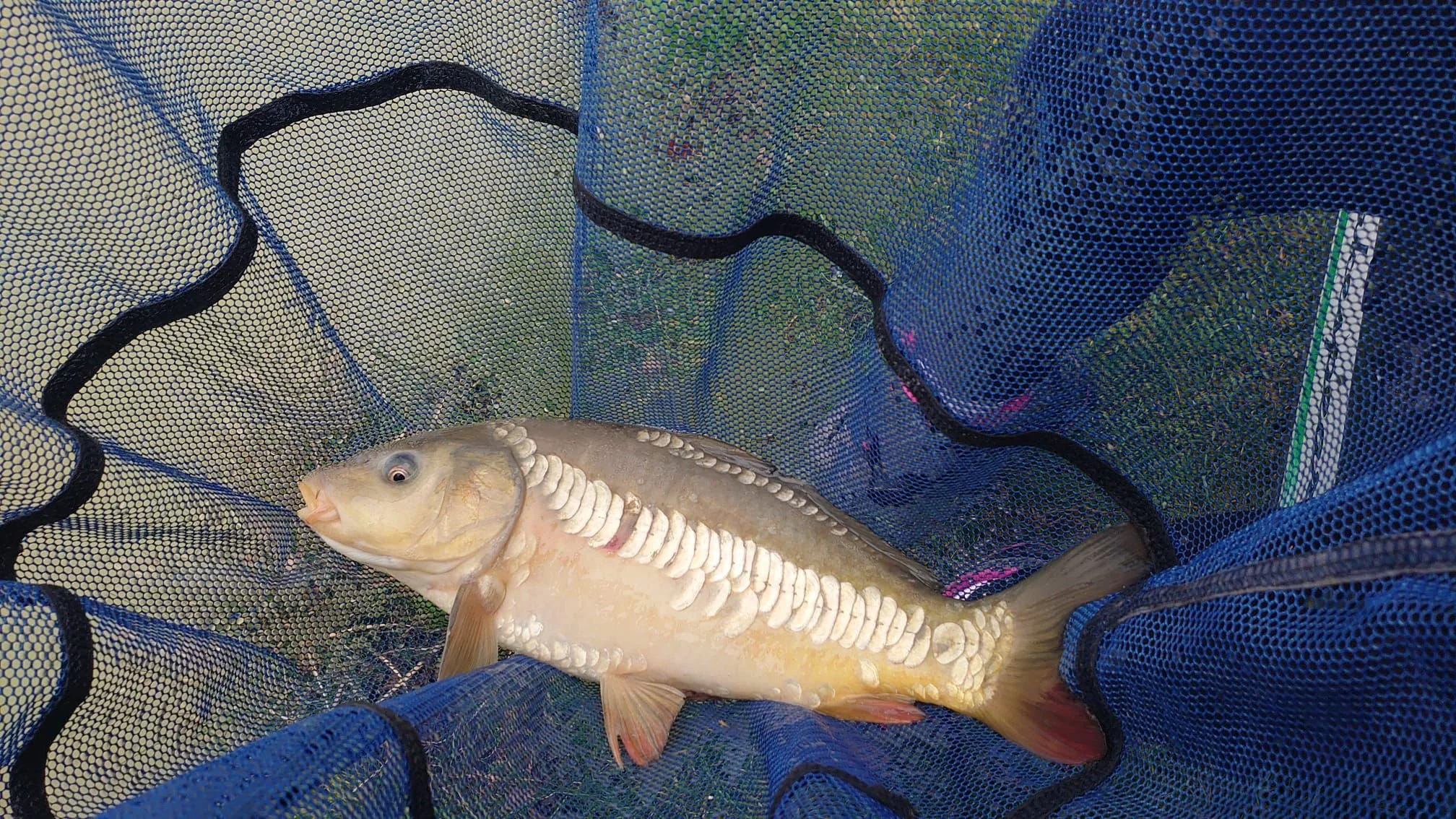 A fish with a pale beige color and segmented tail, lying on a blue fishnet.