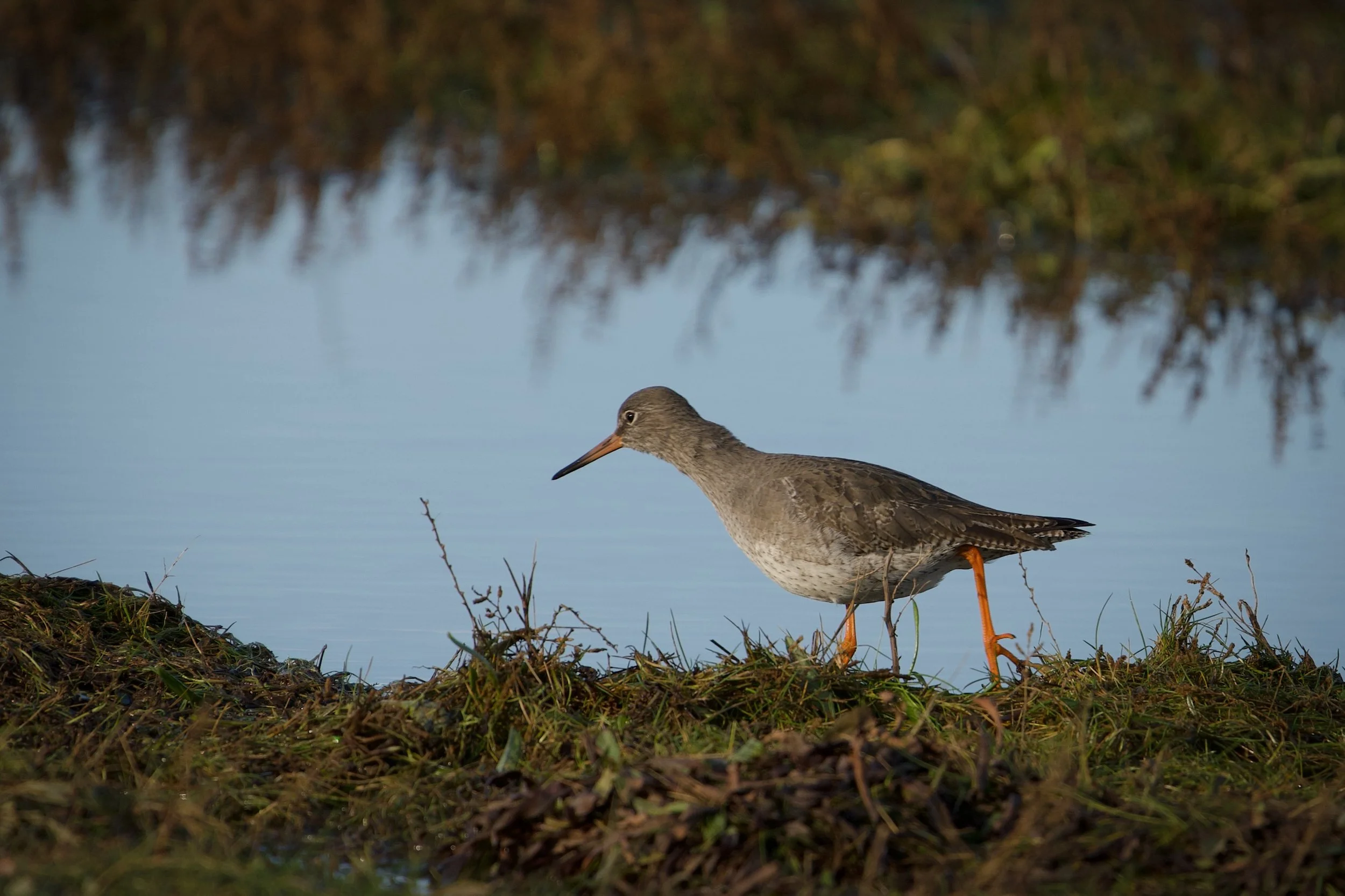 A bird standing on the ground near water, with brown and gray feathers, long orange legs, and a long beak, in a natural outdoor setting.