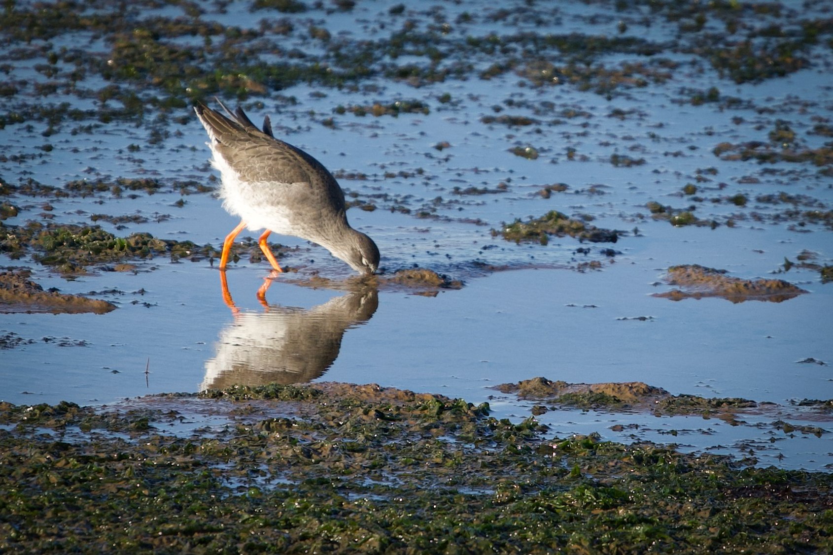 A bird wading in shallow water, drinking or looking for food, with its reflection visible in the water.