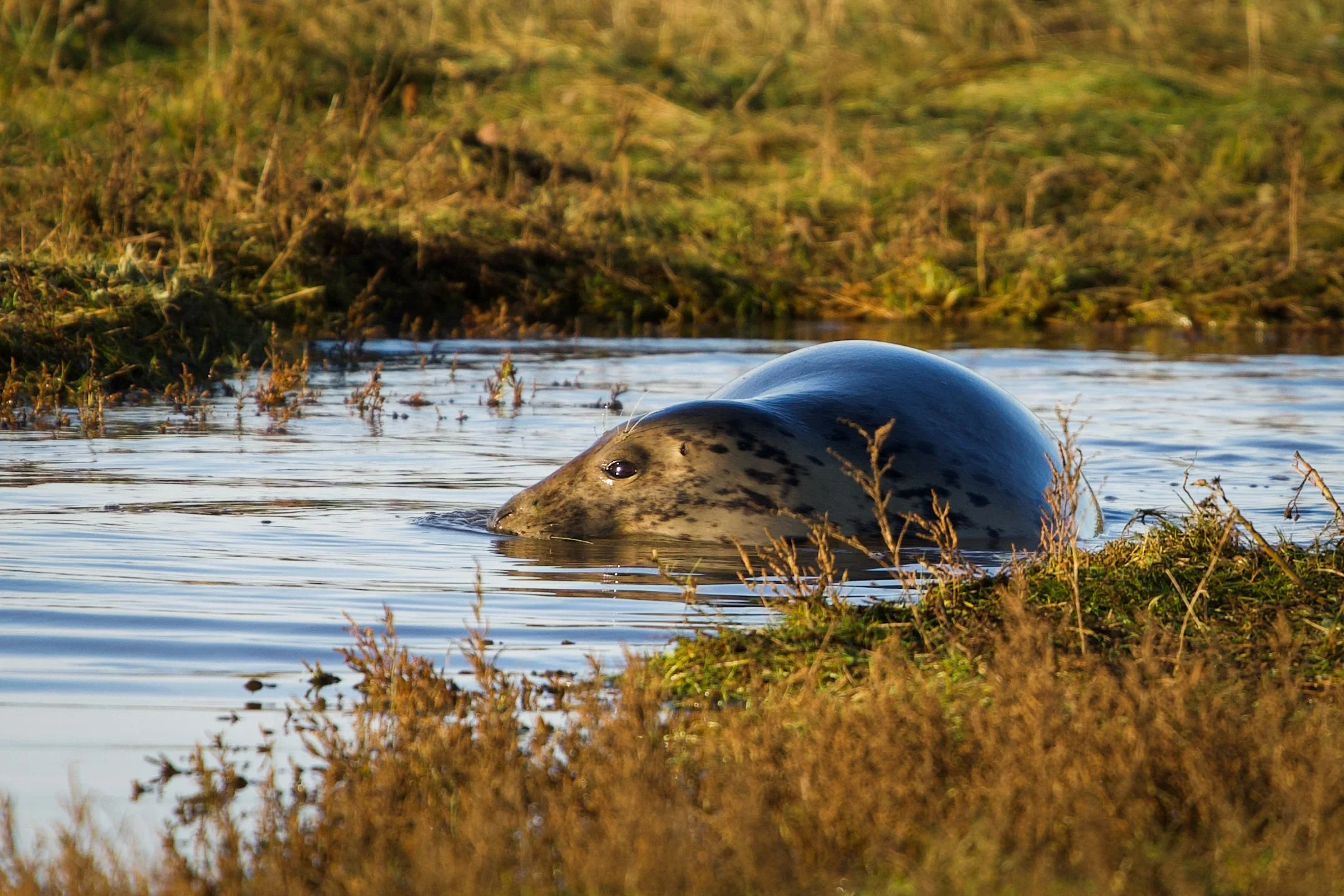 A harbor seal resting on a grassy shoreline with water in the foreground and a blurred green background.