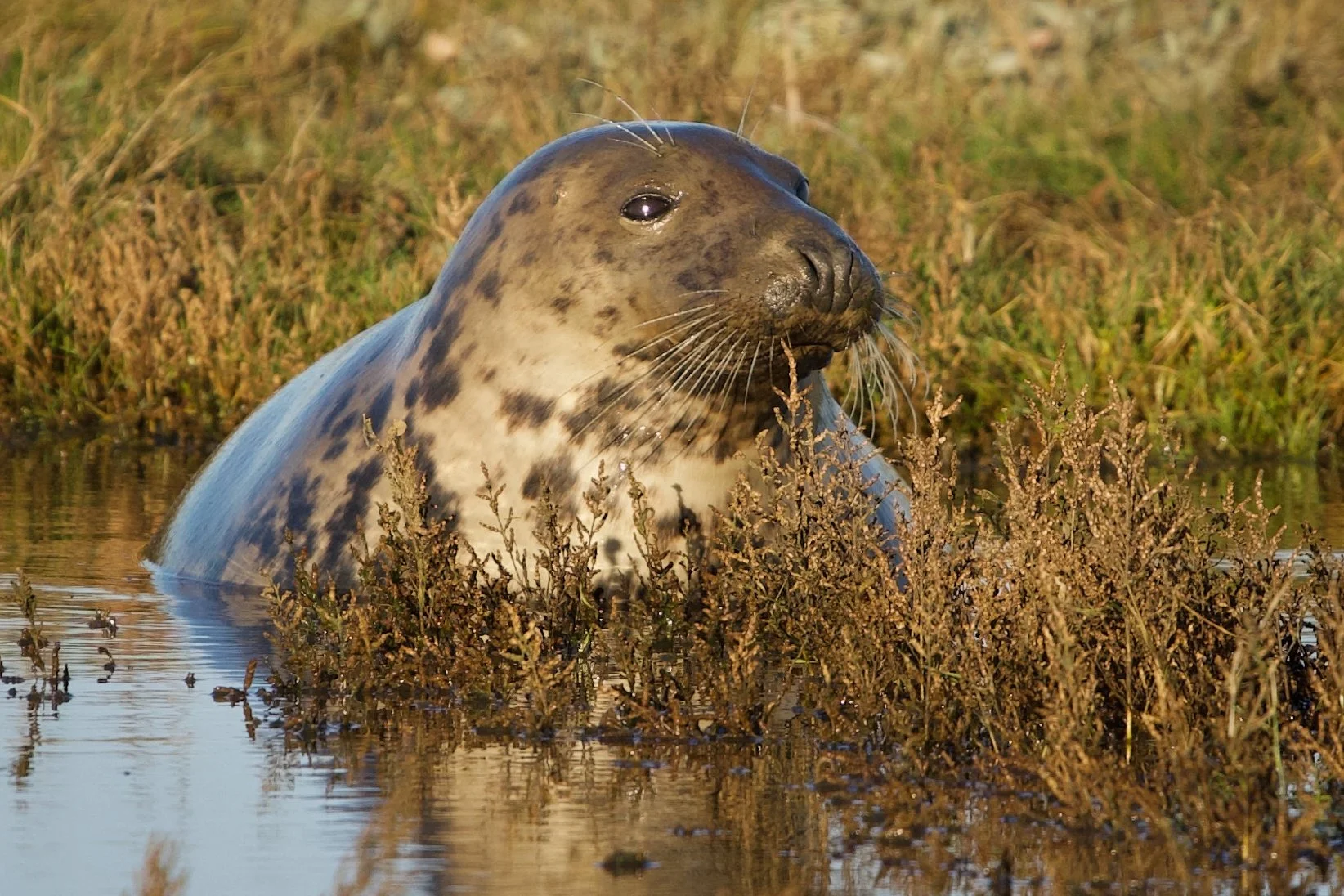 A gray seal swimming in water surrounded by brownish grass and plants, with the seal's head above the water surface.