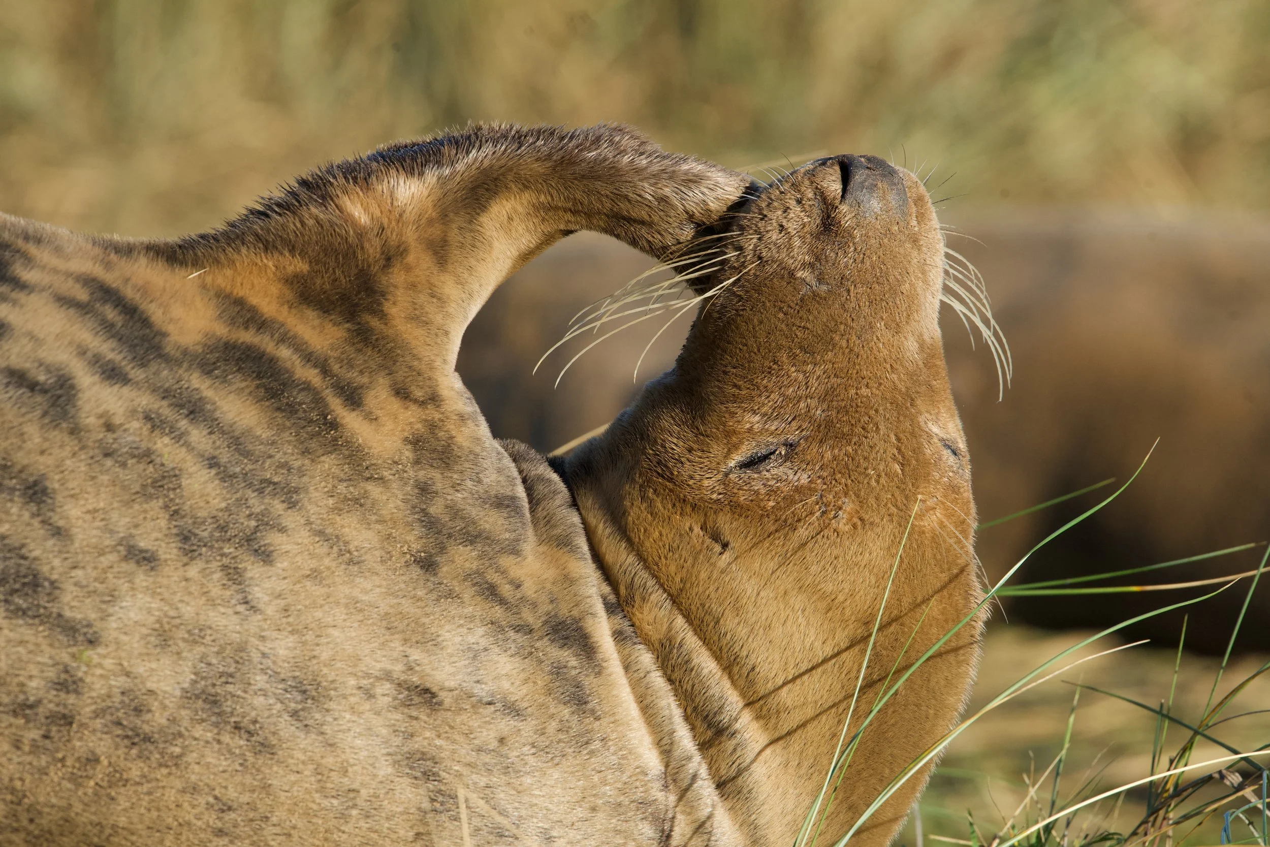 A close-up photograph of two lions nuzzling each other in a grassy plain.