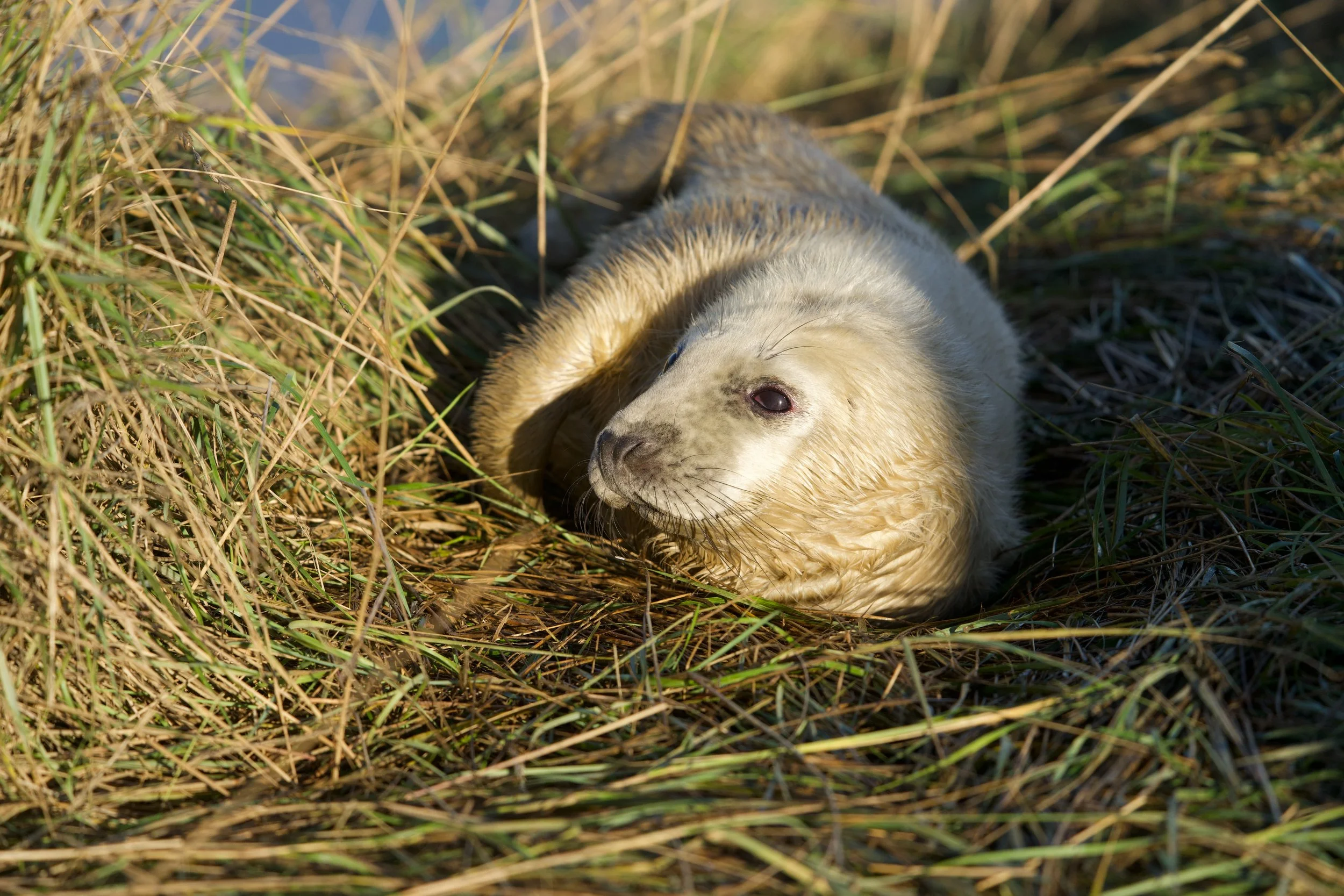 A river otter lying on grass and reeds near water, looking toward the camera with its head resting on the ground.