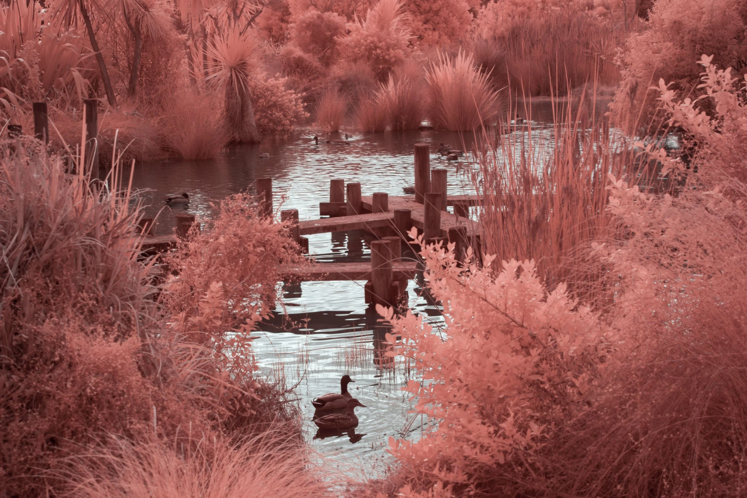 Manawa Wetland 1.jpg