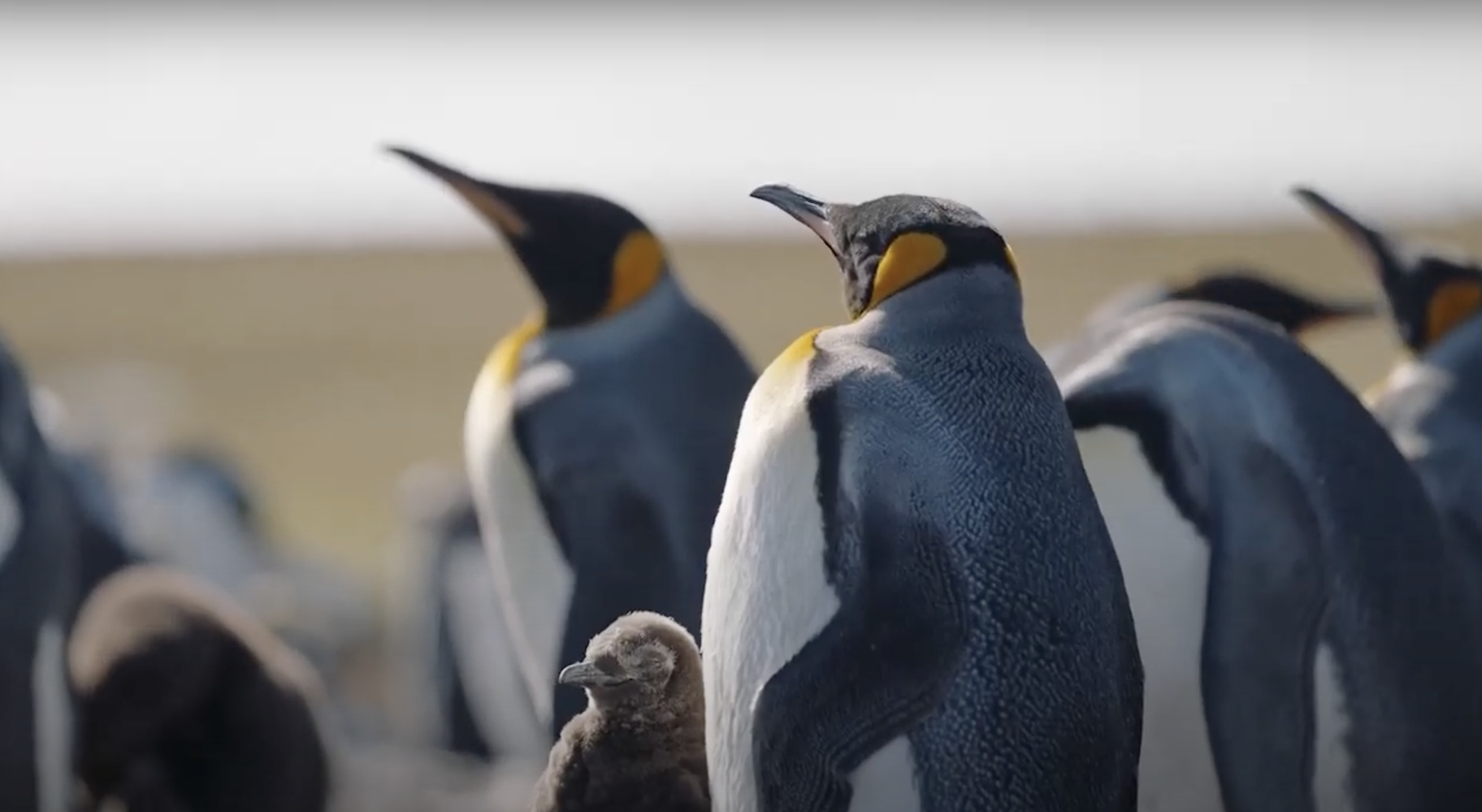 Square - Connecting the Falklands