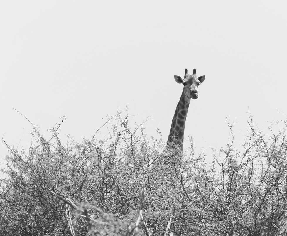 Giraffe