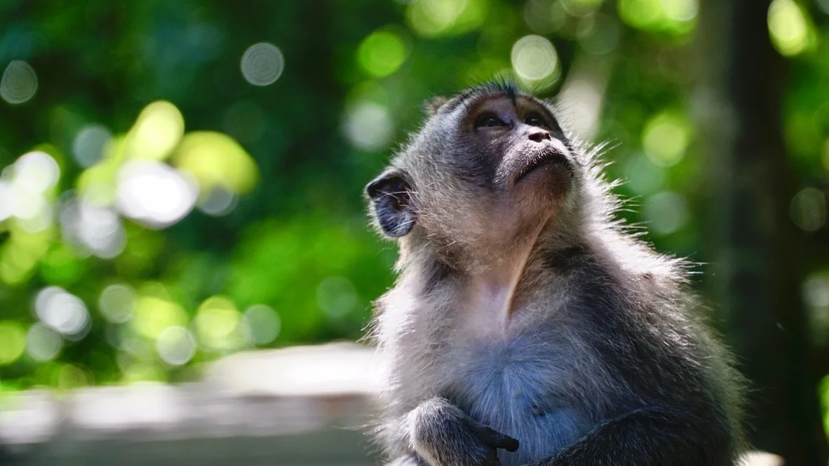 Ubud monkey