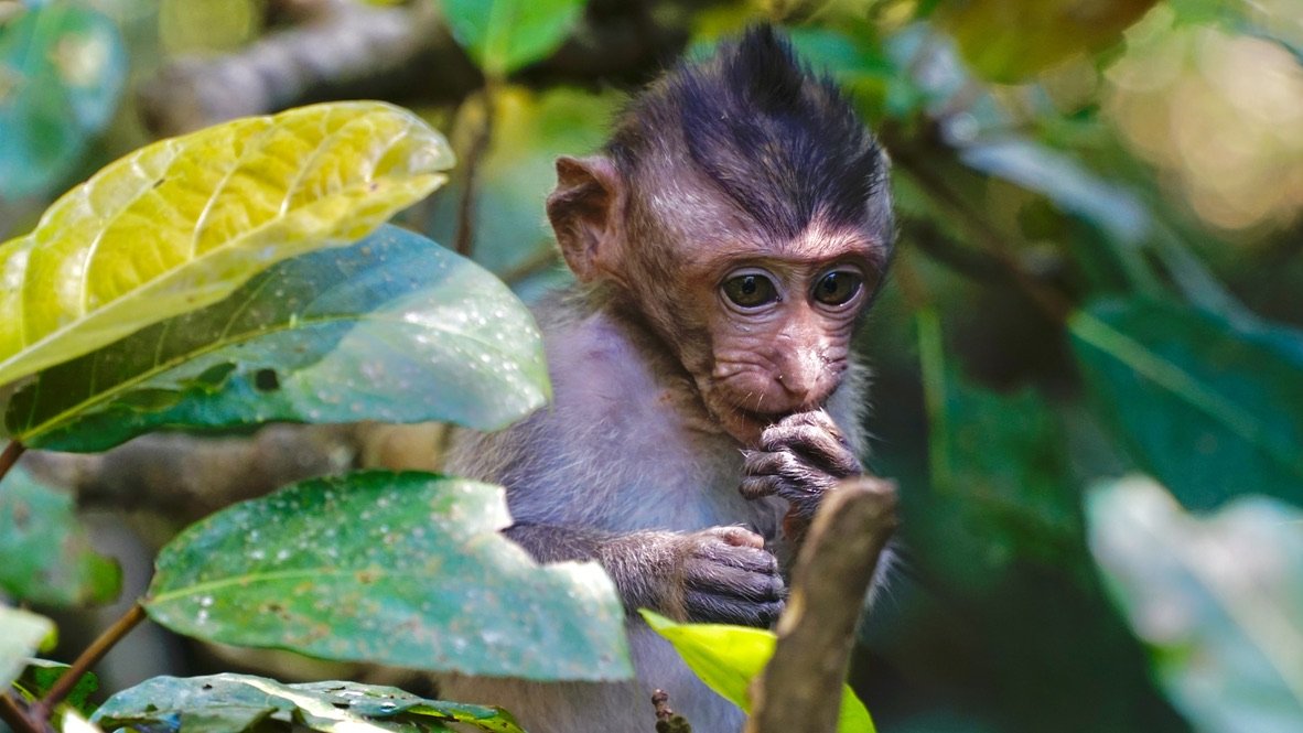 Baby monkey