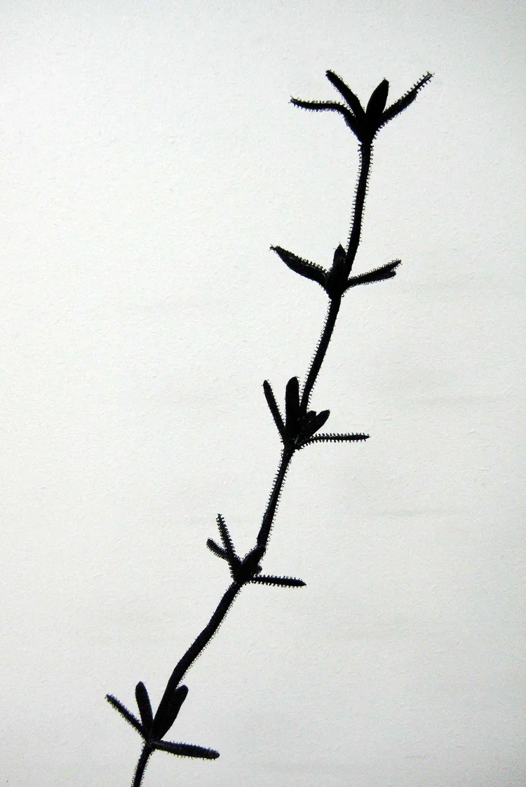  Sticky Willy  
Dimensions variable 
Velcro and wire 
2013