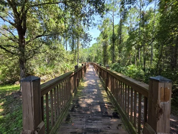 Wooden bridge in a lush green forest with trees and clear blue sky.