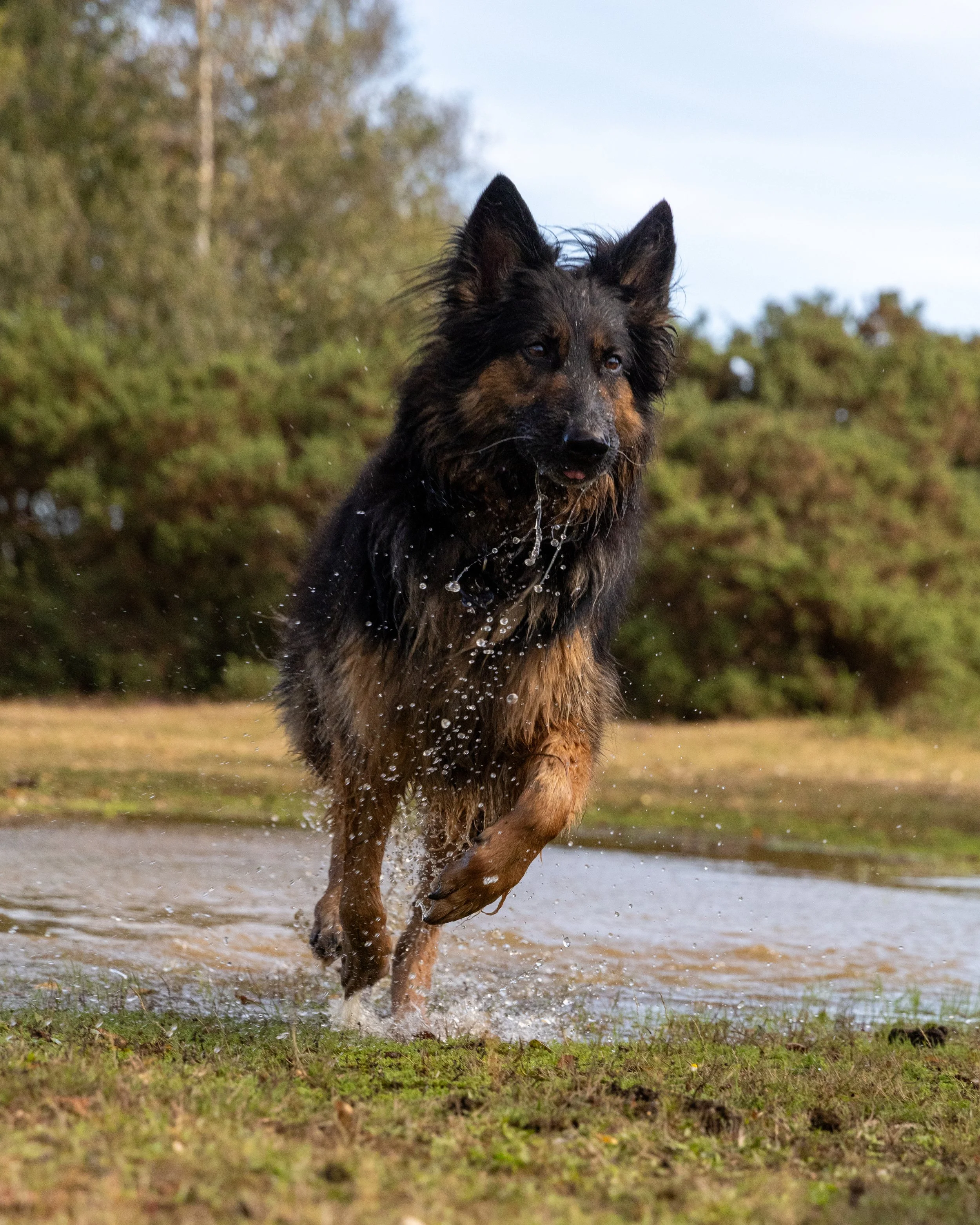 A fully trained German Shepherd dog running through water outdoors with trees in the background. In New Forest, Hampshire