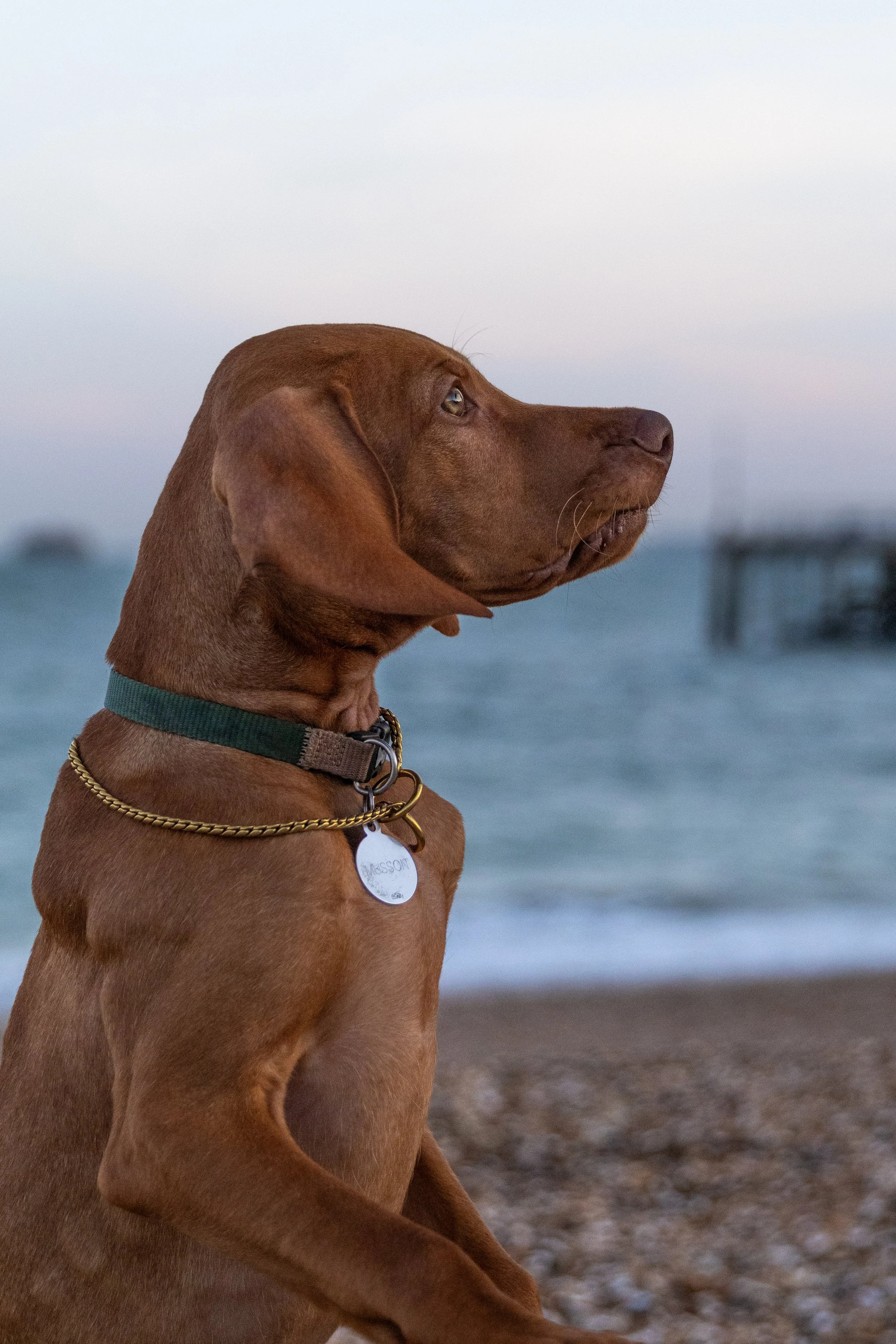 A red full trained dog , a puppy vizsla  sitting on a beach, looking towards the ocean with a dock in the distance, during dusk. Hampshire