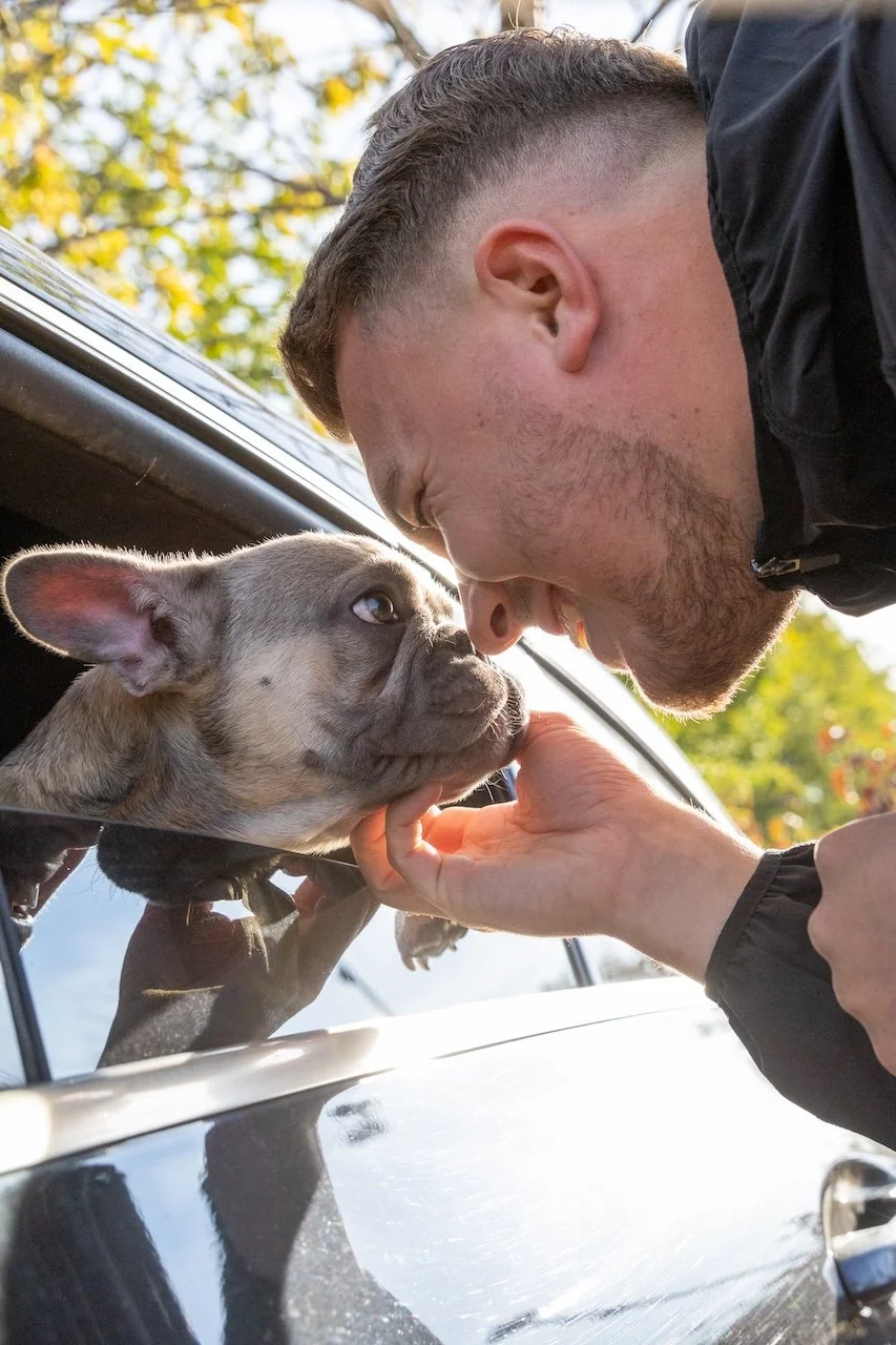 A male dog trainer face to face with a French Bulldog puppy in a car window, touching noses.