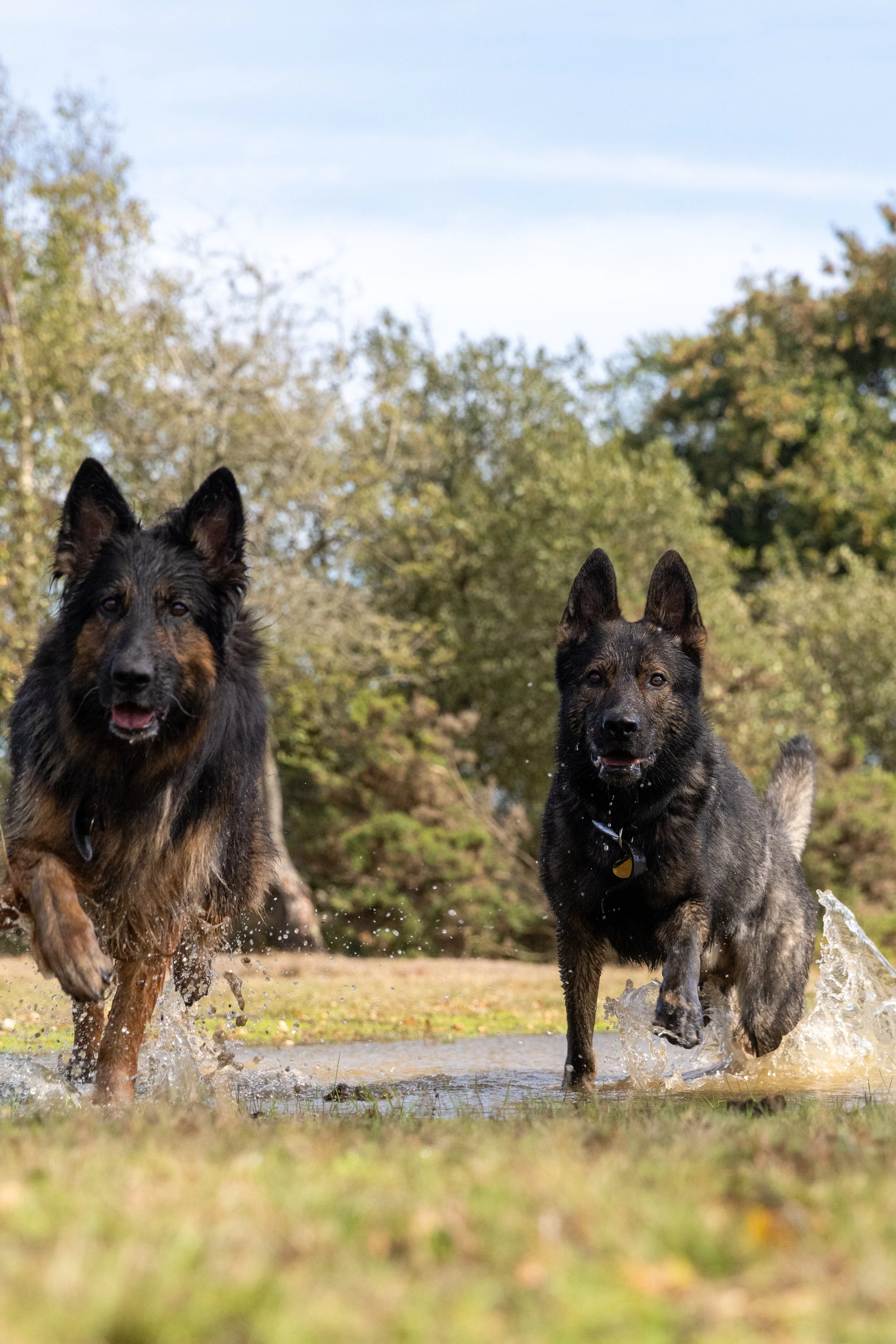 Two fully trained dogs playing and running through a shallow puddle in a park with trees and blue sky in the background. New Forest, Hampshire