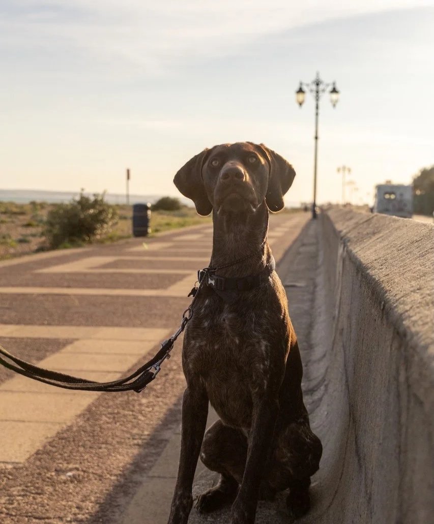 A black brindle Labrador Retriever mix dog sitting on a sidewalk near a streetlamp in a coastal area during sunset, looking directly at the camera.