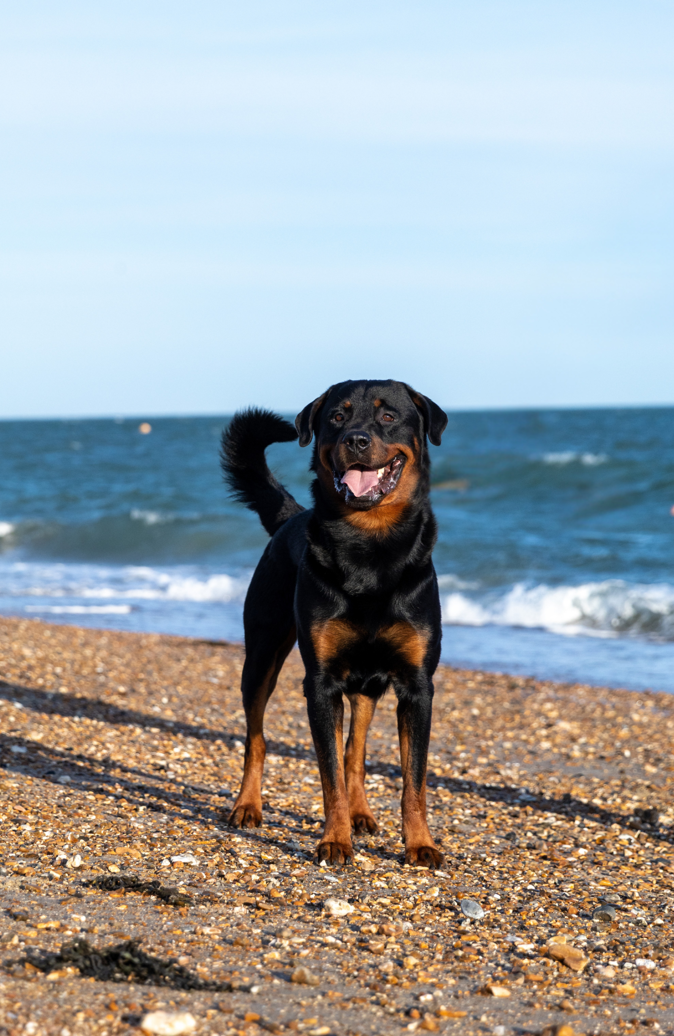 A happy Rottweiler dog standing on a pebble beach with the ocean in the background.