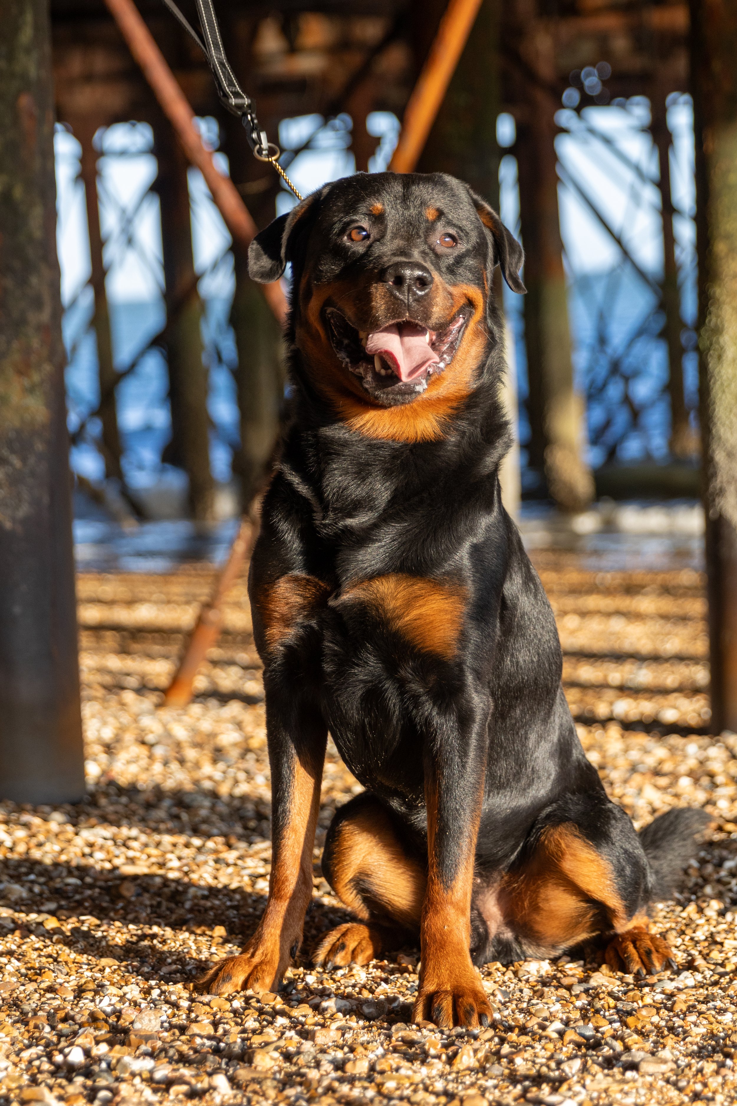 Happy fully trained black and tan dog, a Rottweiler sitting on a pebble beach under a pier with wooden supports, with water and blue sky in the background. Hampshire