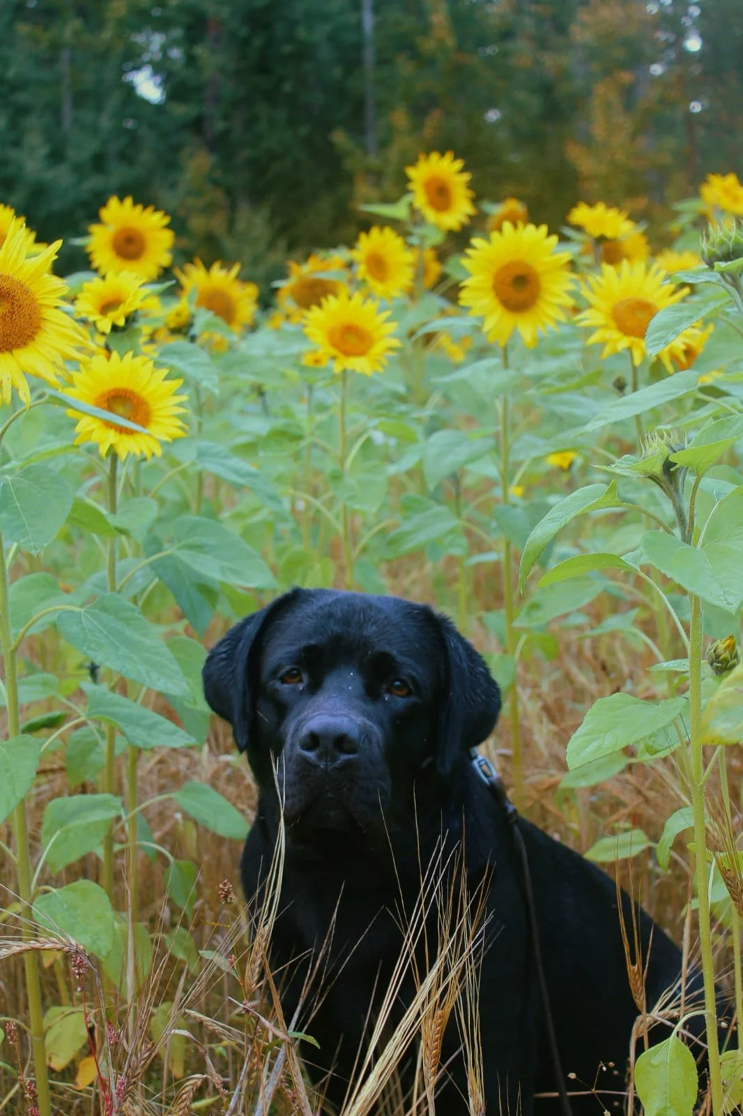 Diagnostiset sydämen ultraäänitutkimukset
