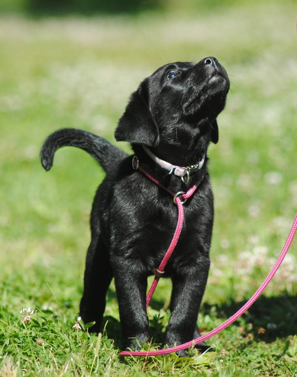 Terveydenhoito ja rokotukset