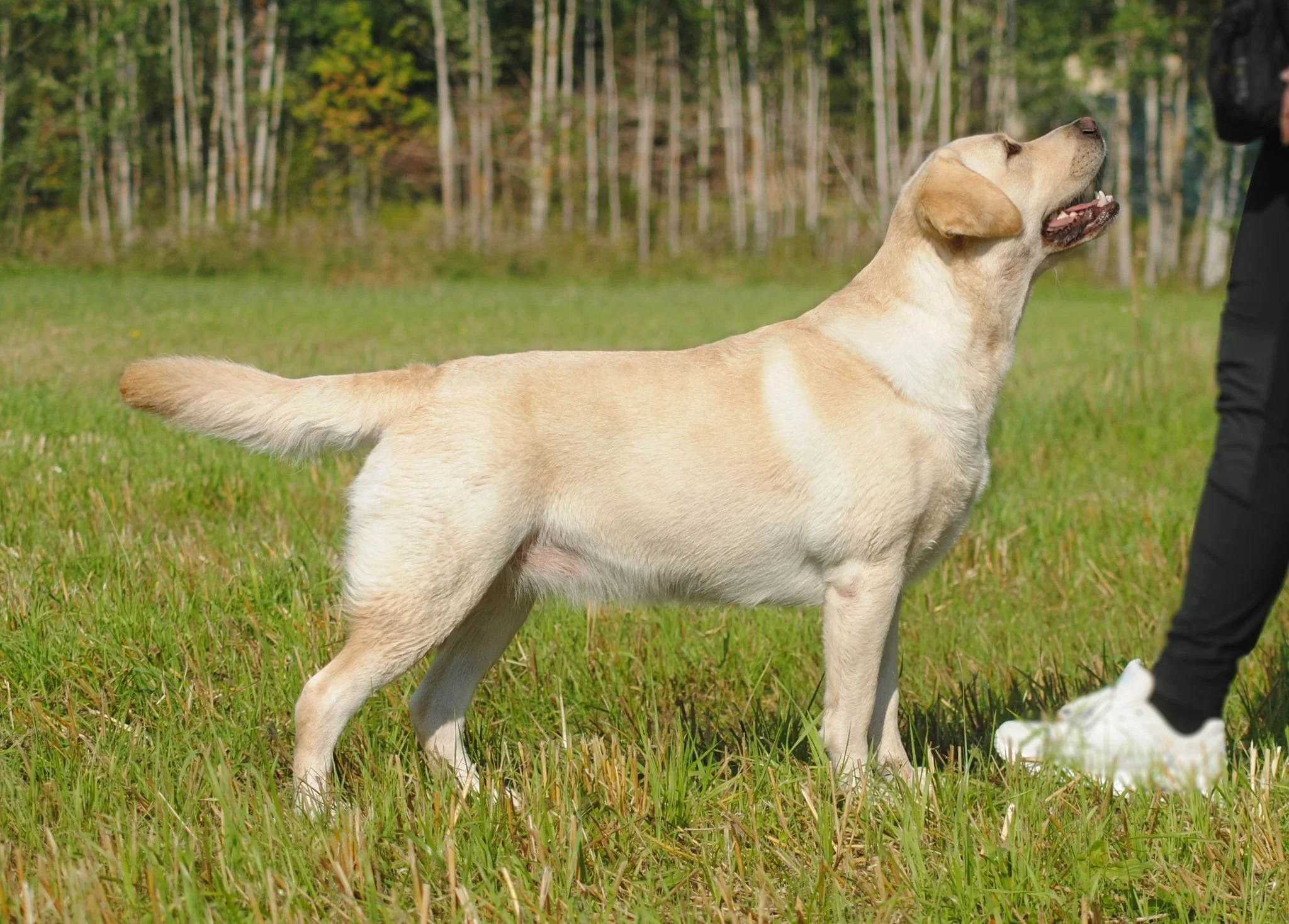 Viralliset tarkastukset