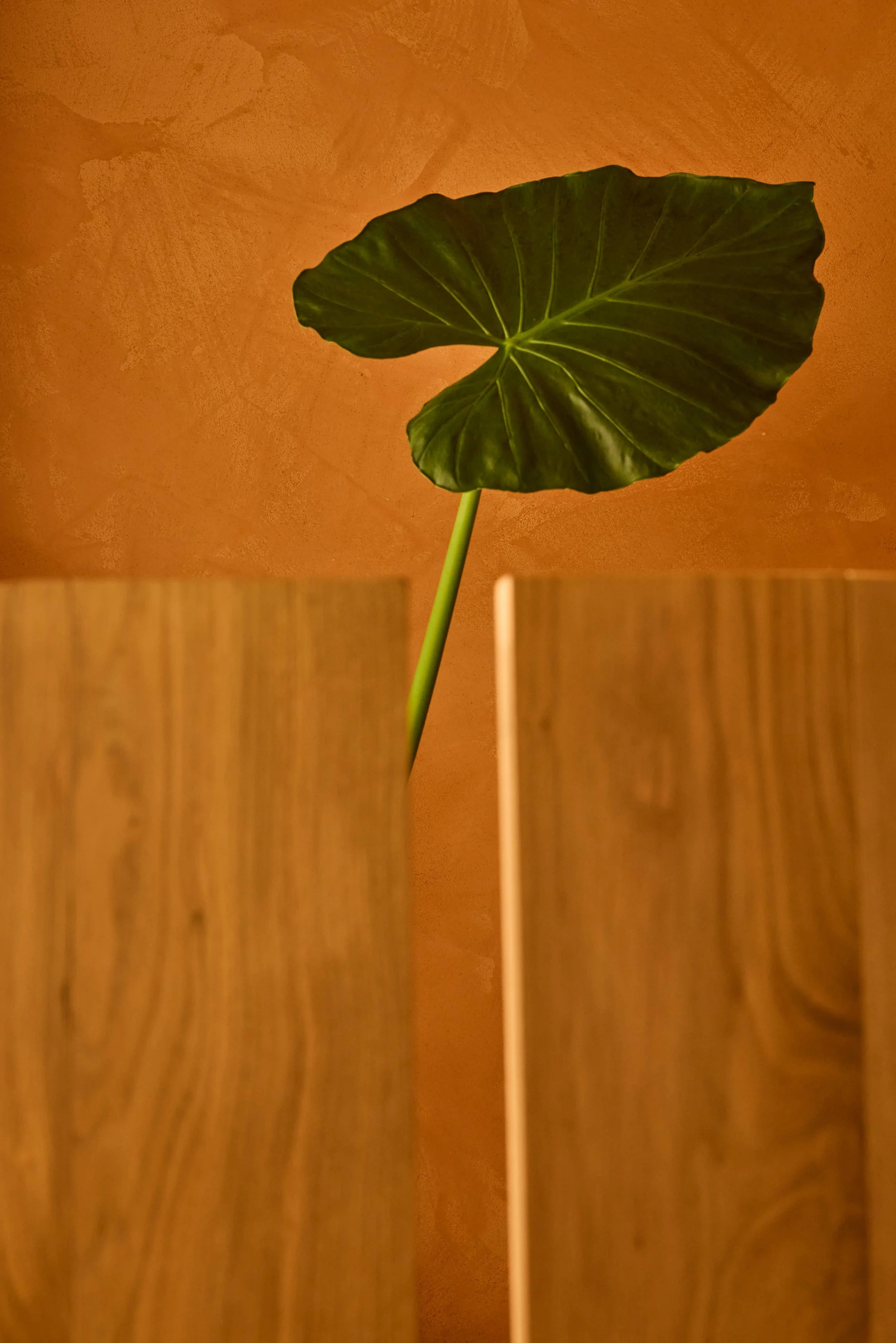 GJ9A0696.jpg
