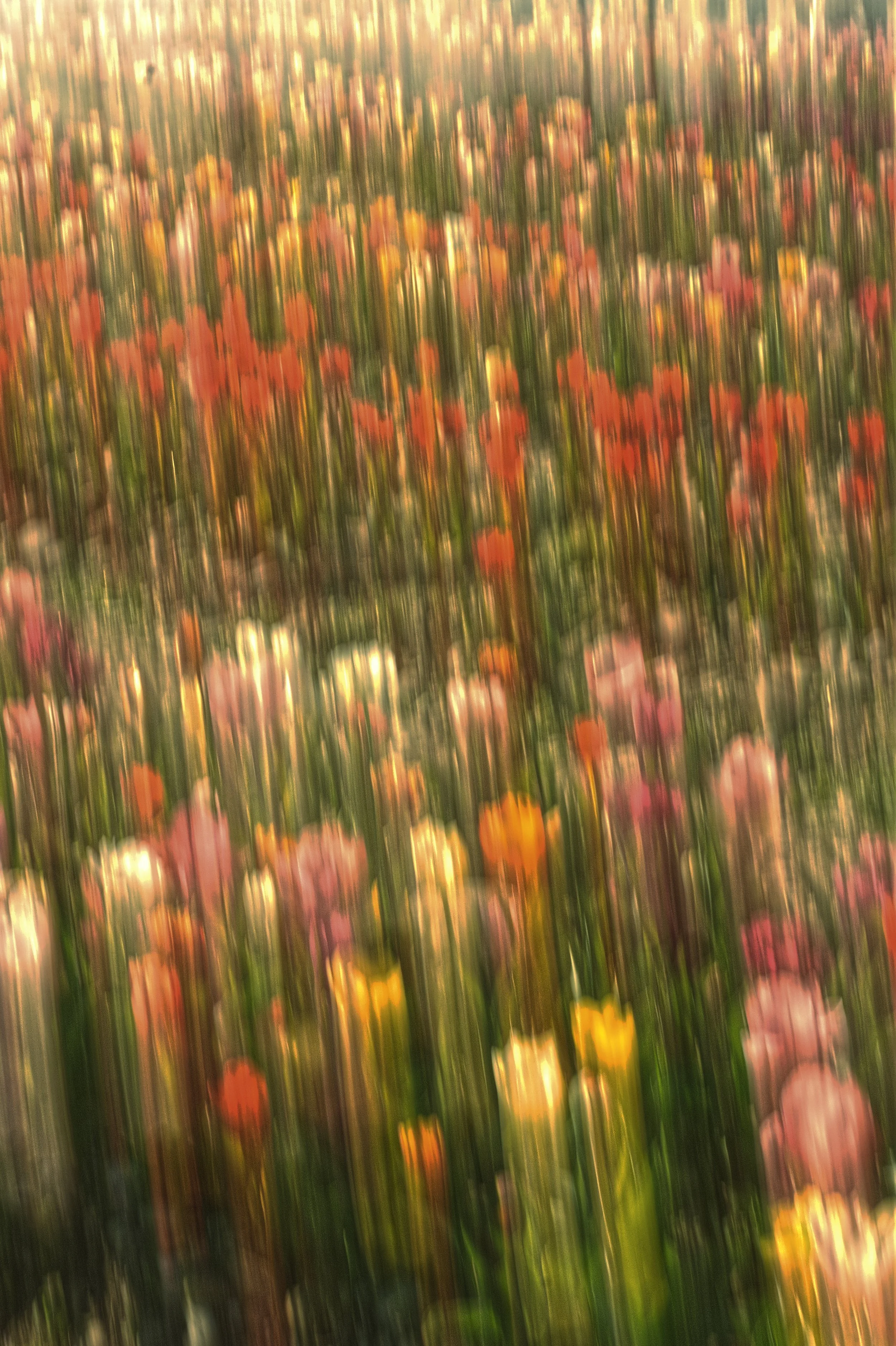 Tulipani