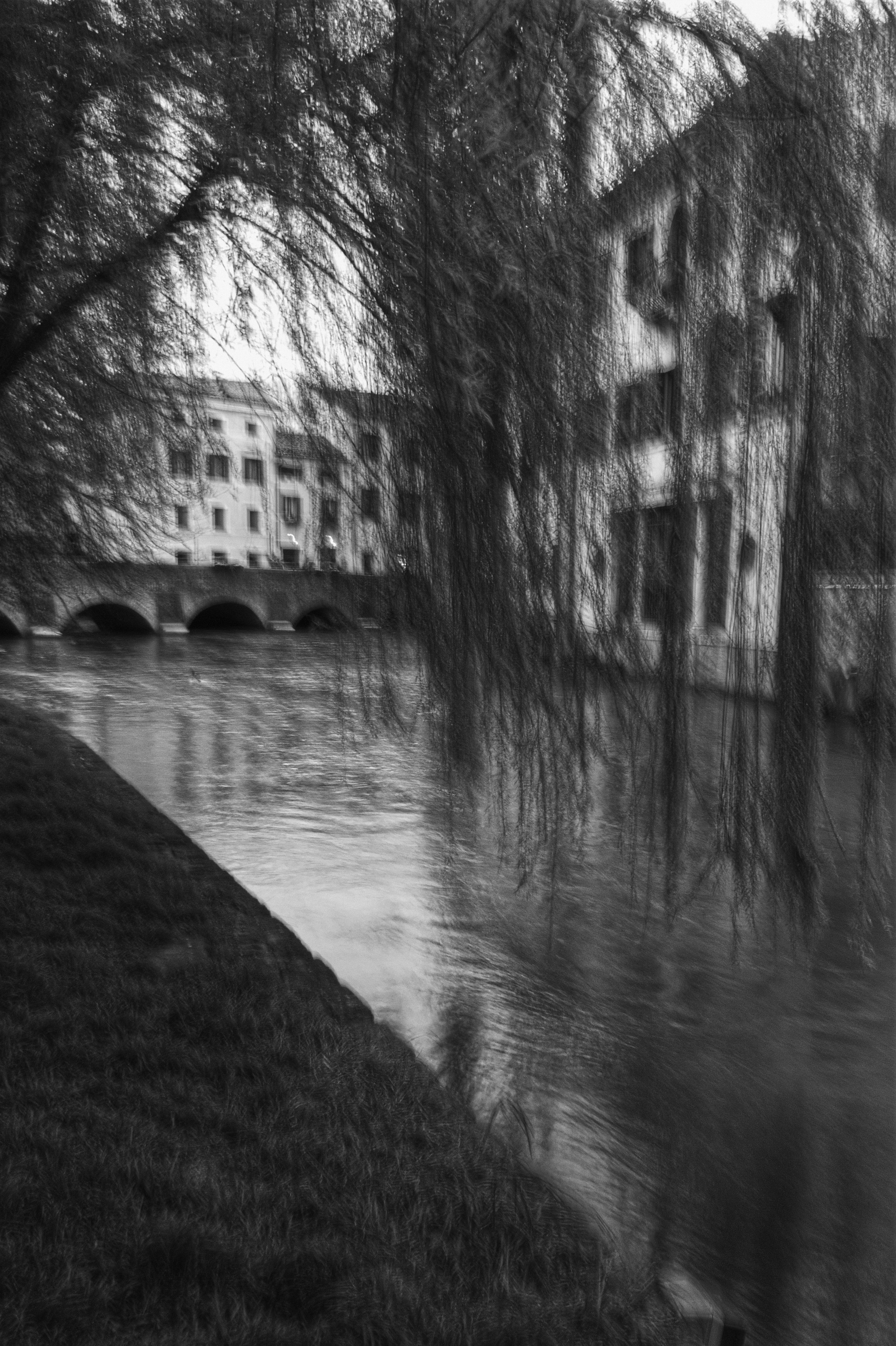 Salice piangente.jpg