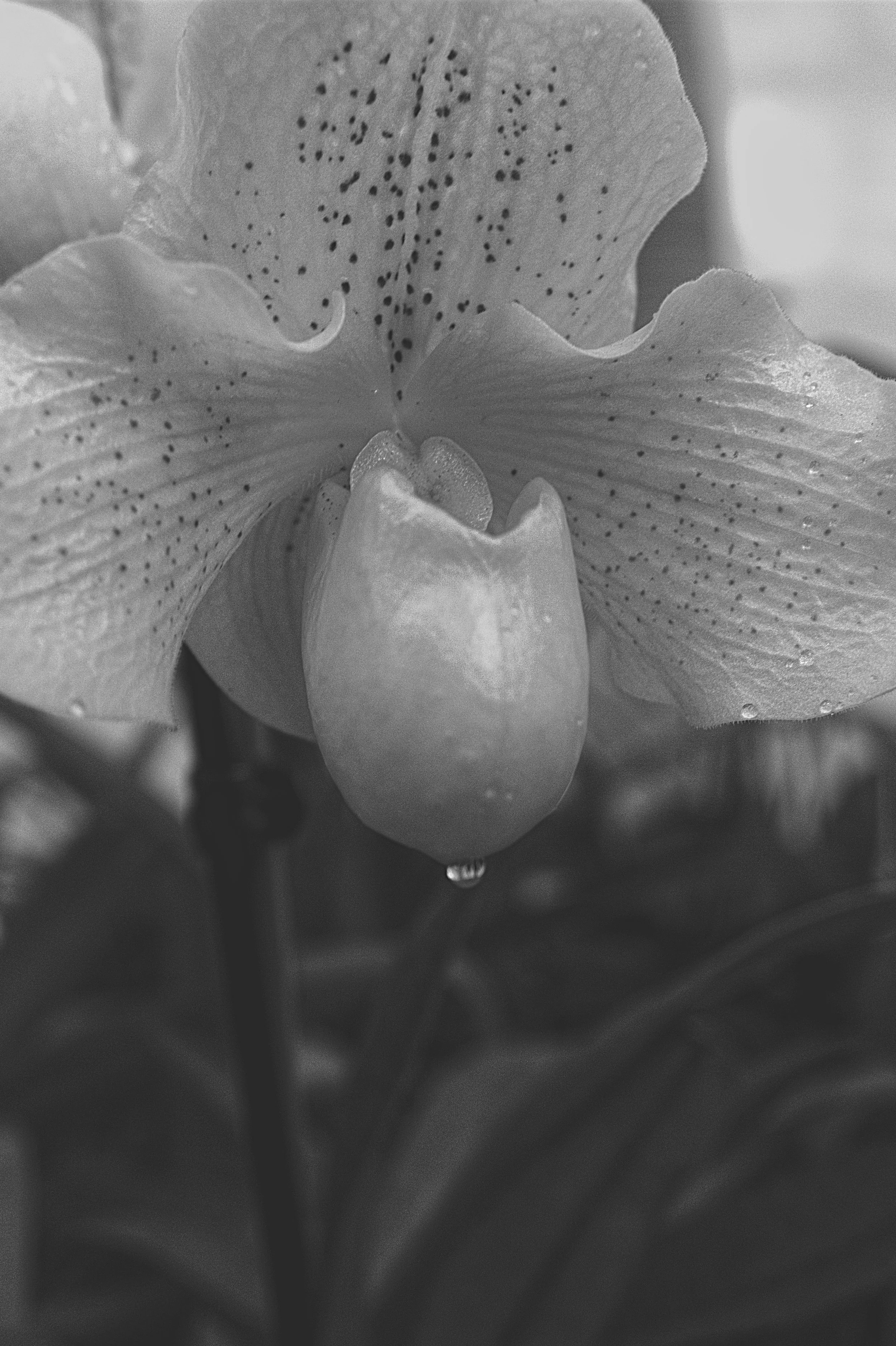 Orchidea