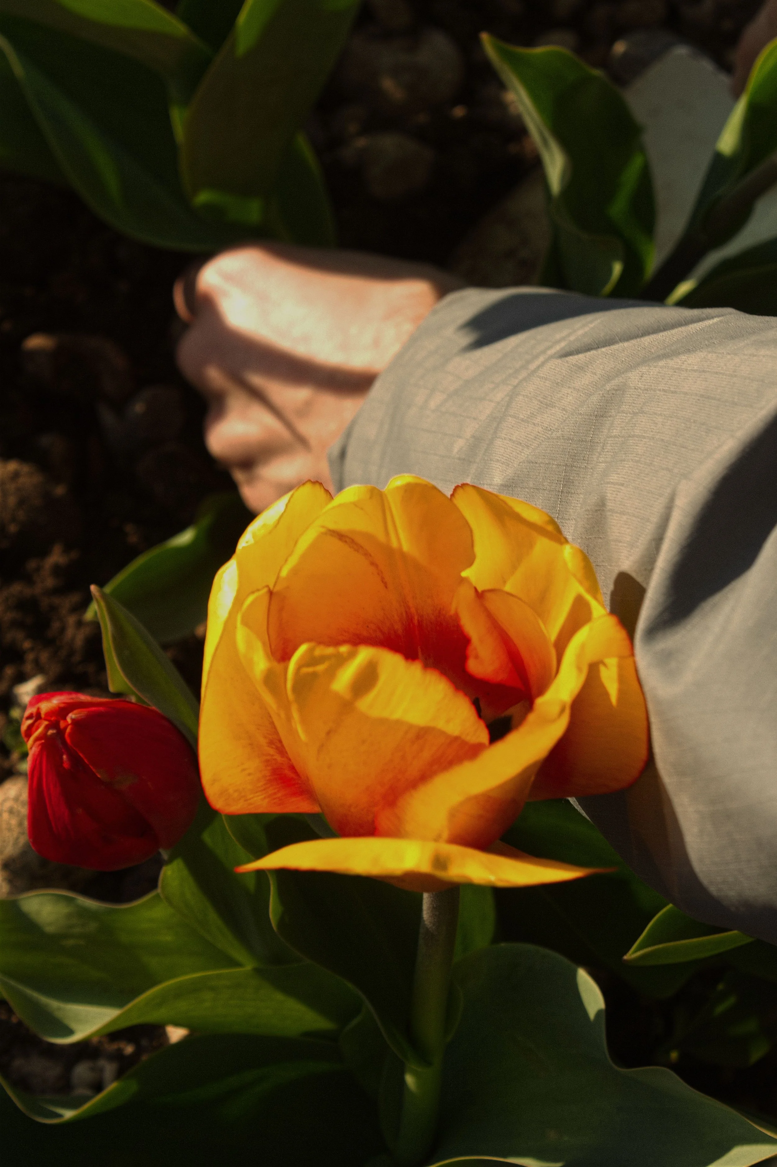 immagine-compressa (1).jpg