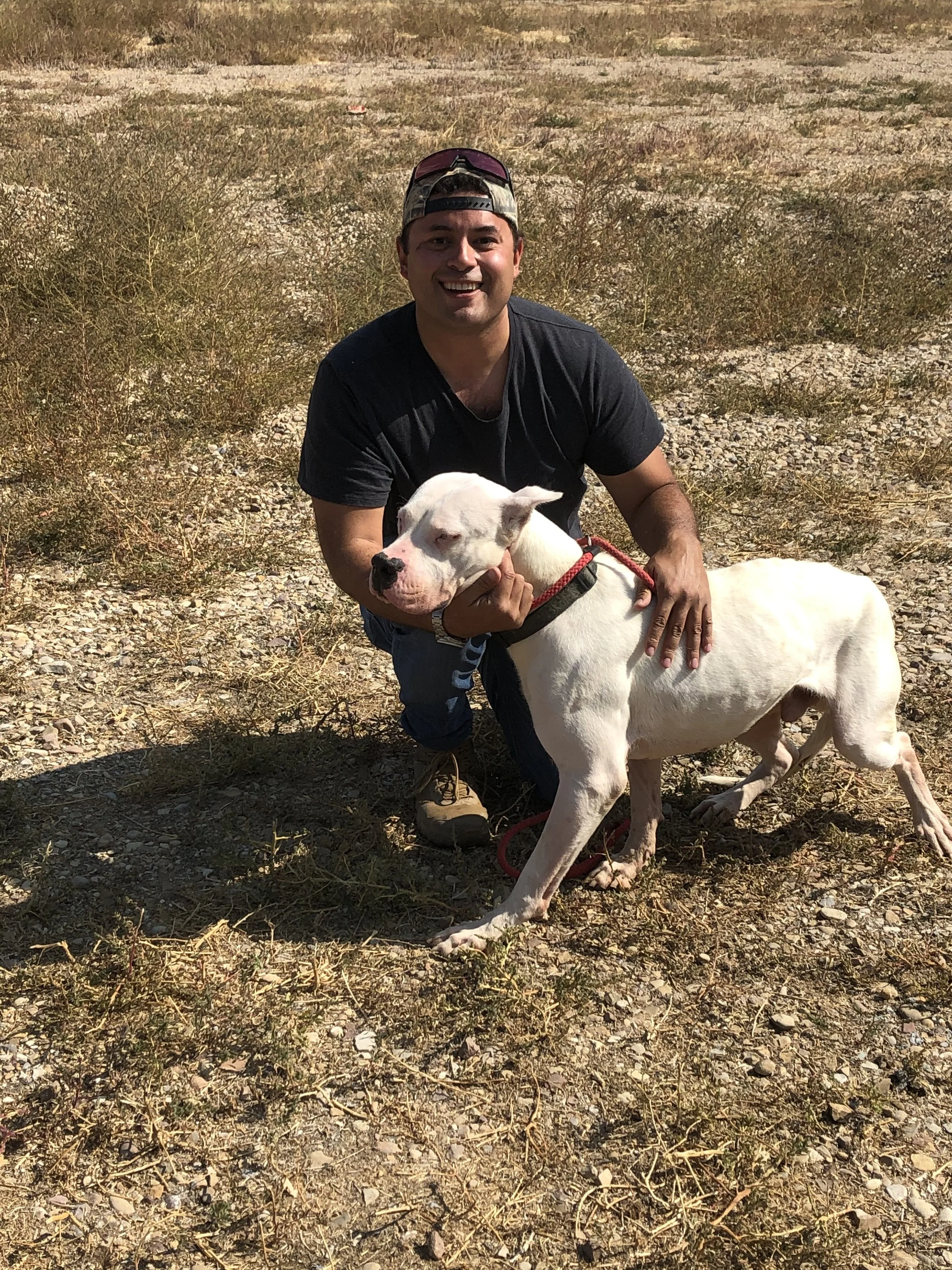 Dogo argentino rescue before limited ingredient treats. Day one.