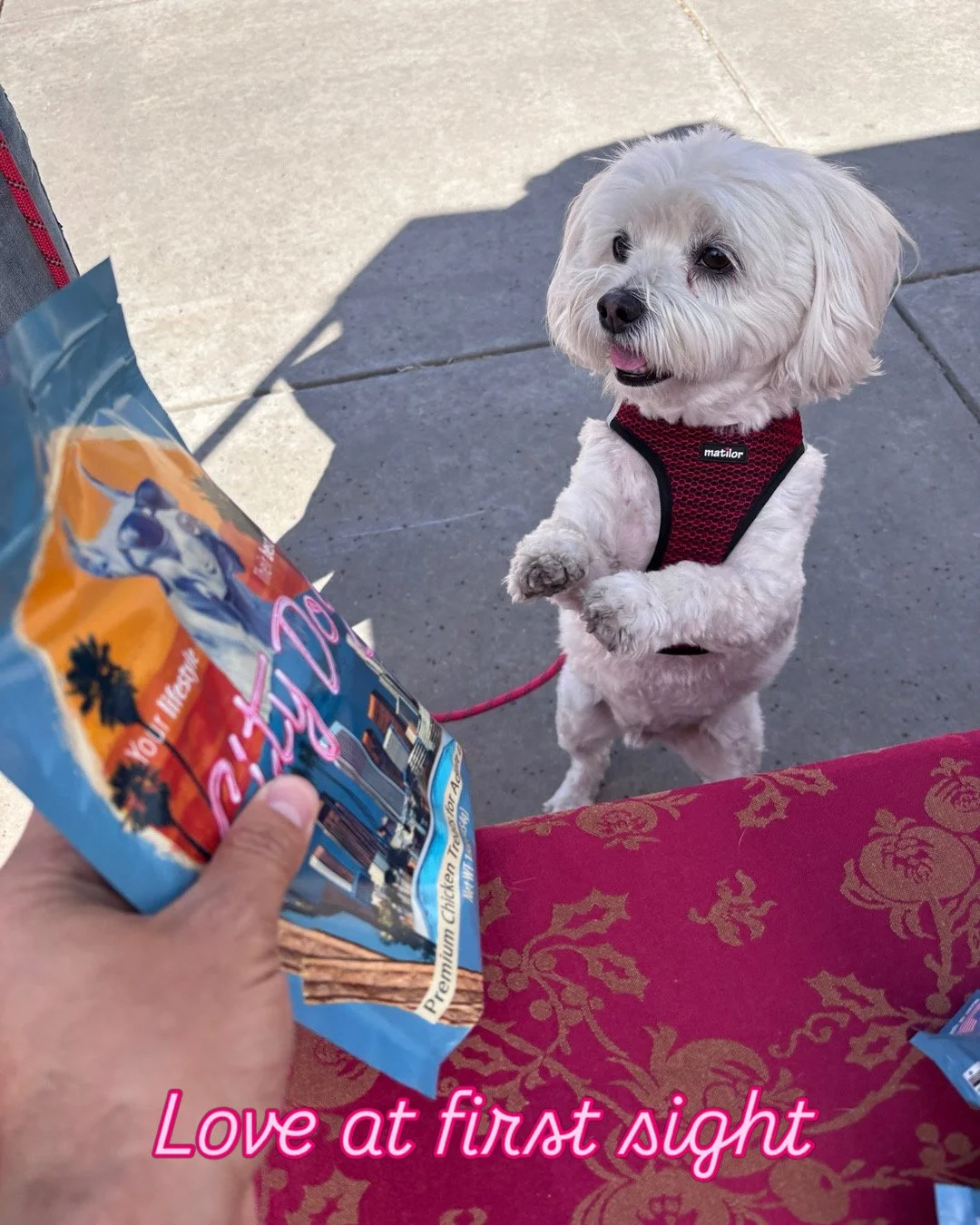 A small white dog stands on its hind legs to get closer to City Dog Premium Chicken Dog treats