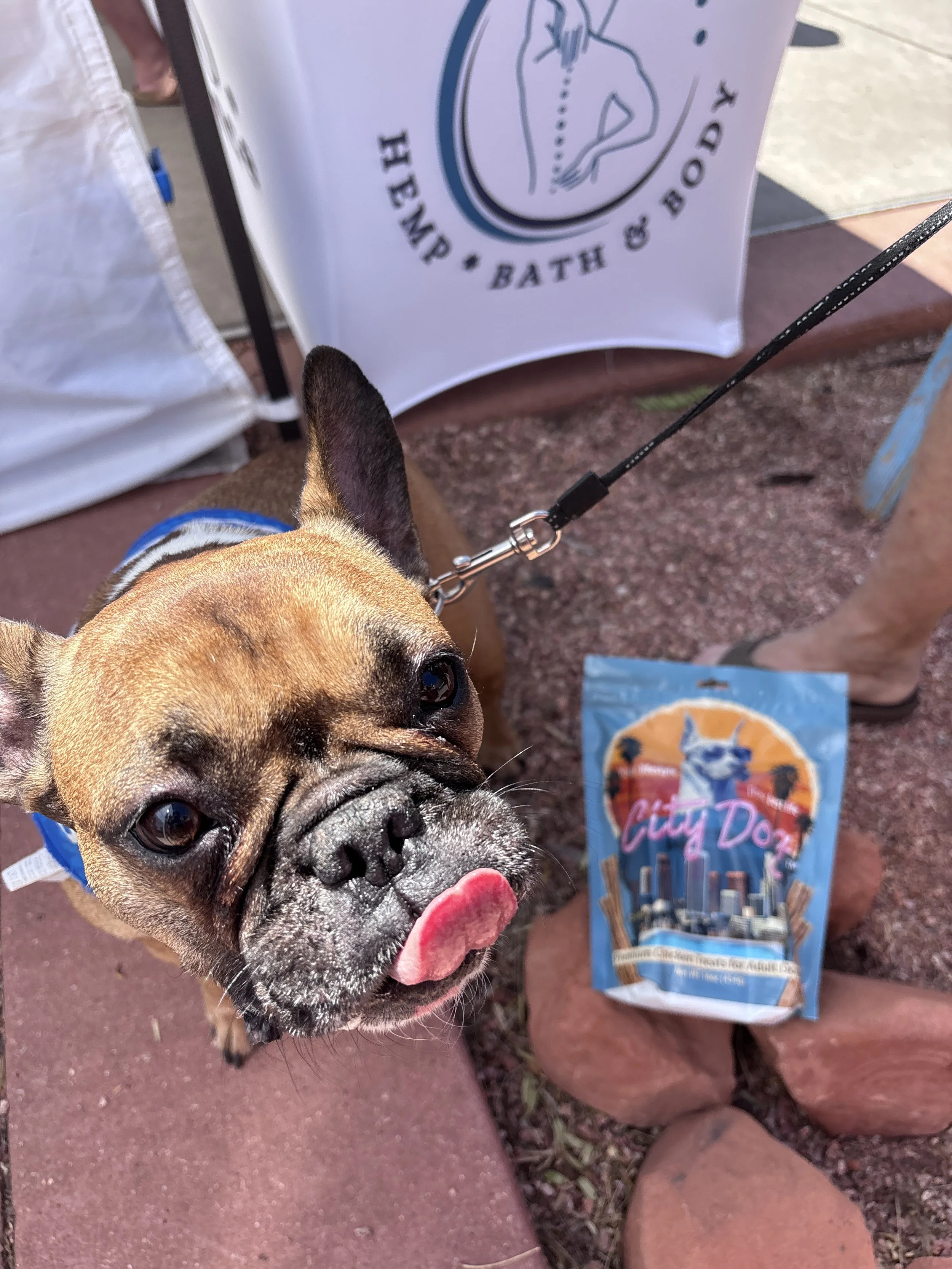 A Frenchie sits next to a bag of City Dog Premium Chicken dog treats and licks its lips after a taste. He loves it