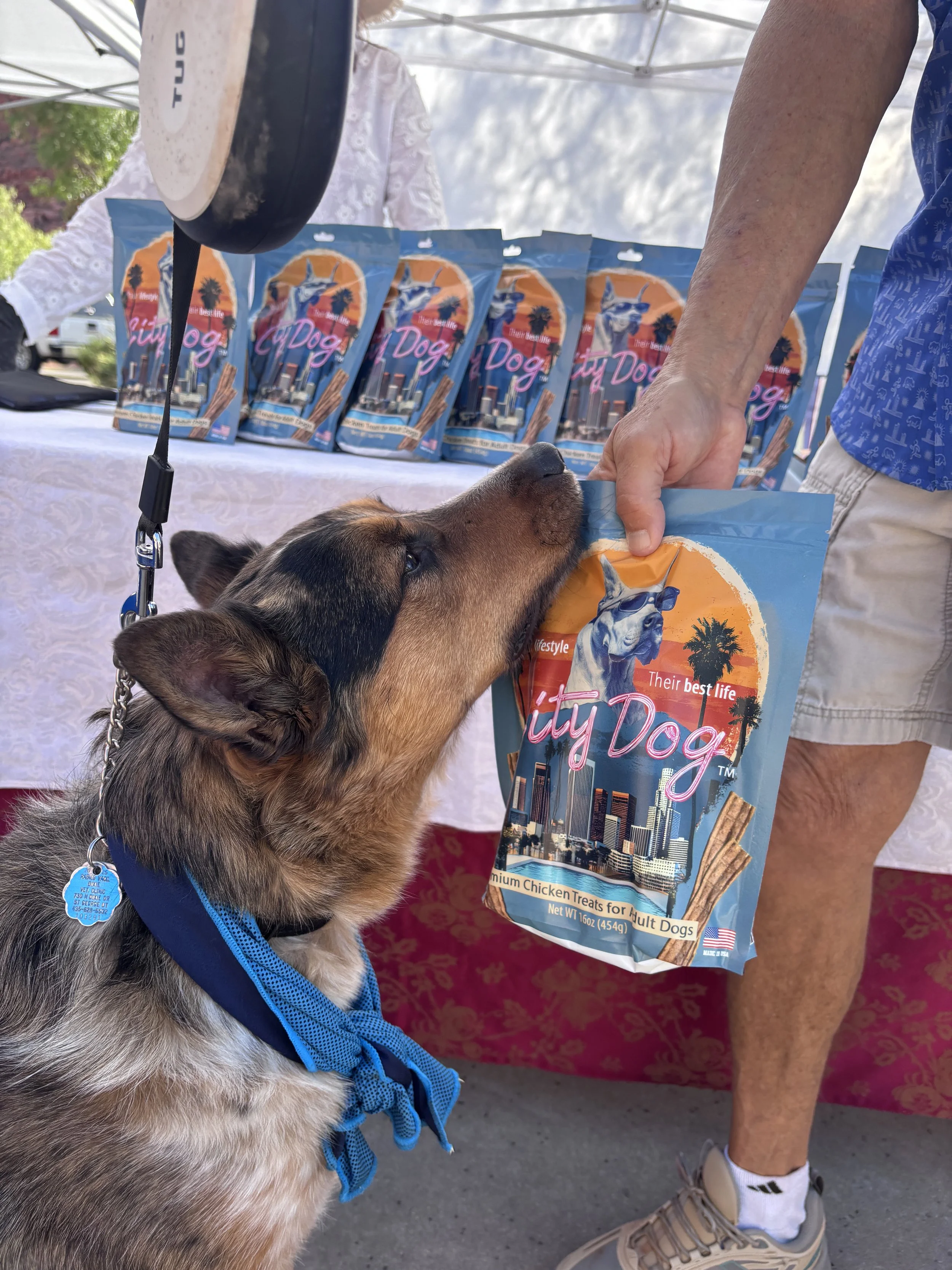 a australian shepherd smells City Dog premium chicken treats bag and loves it