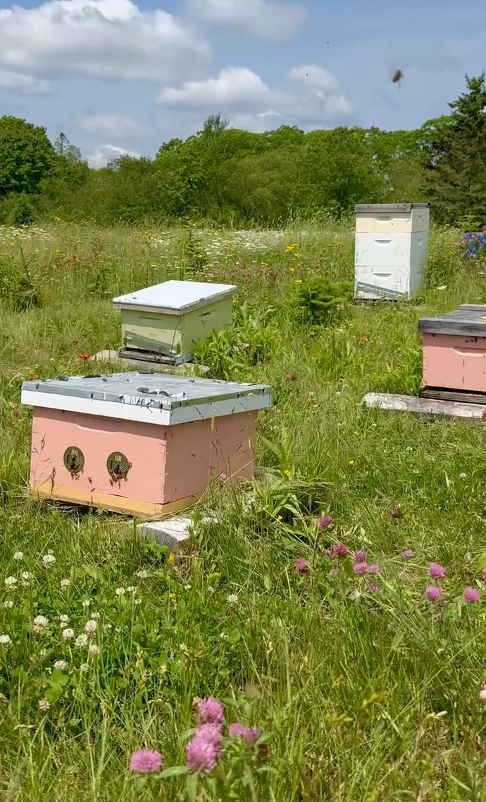 downeast mainbe local honey.png