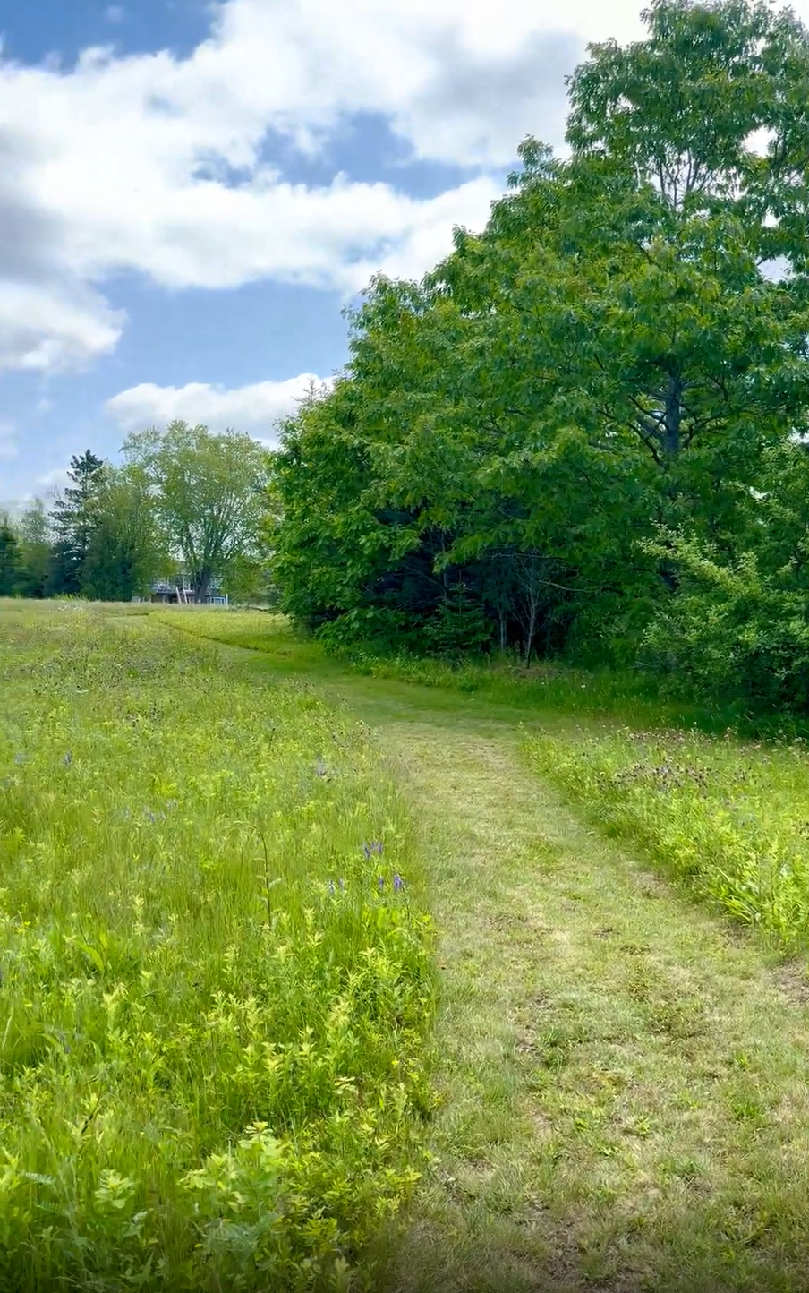 country wedding acadia maine.png