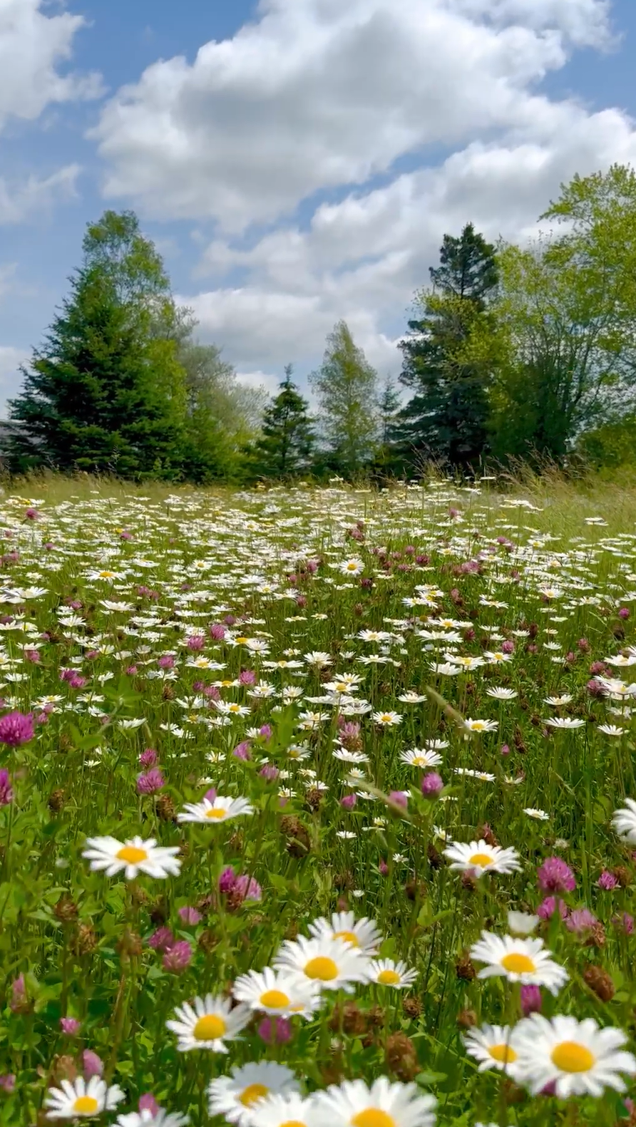 wedding barn weddings near acadia maine.png