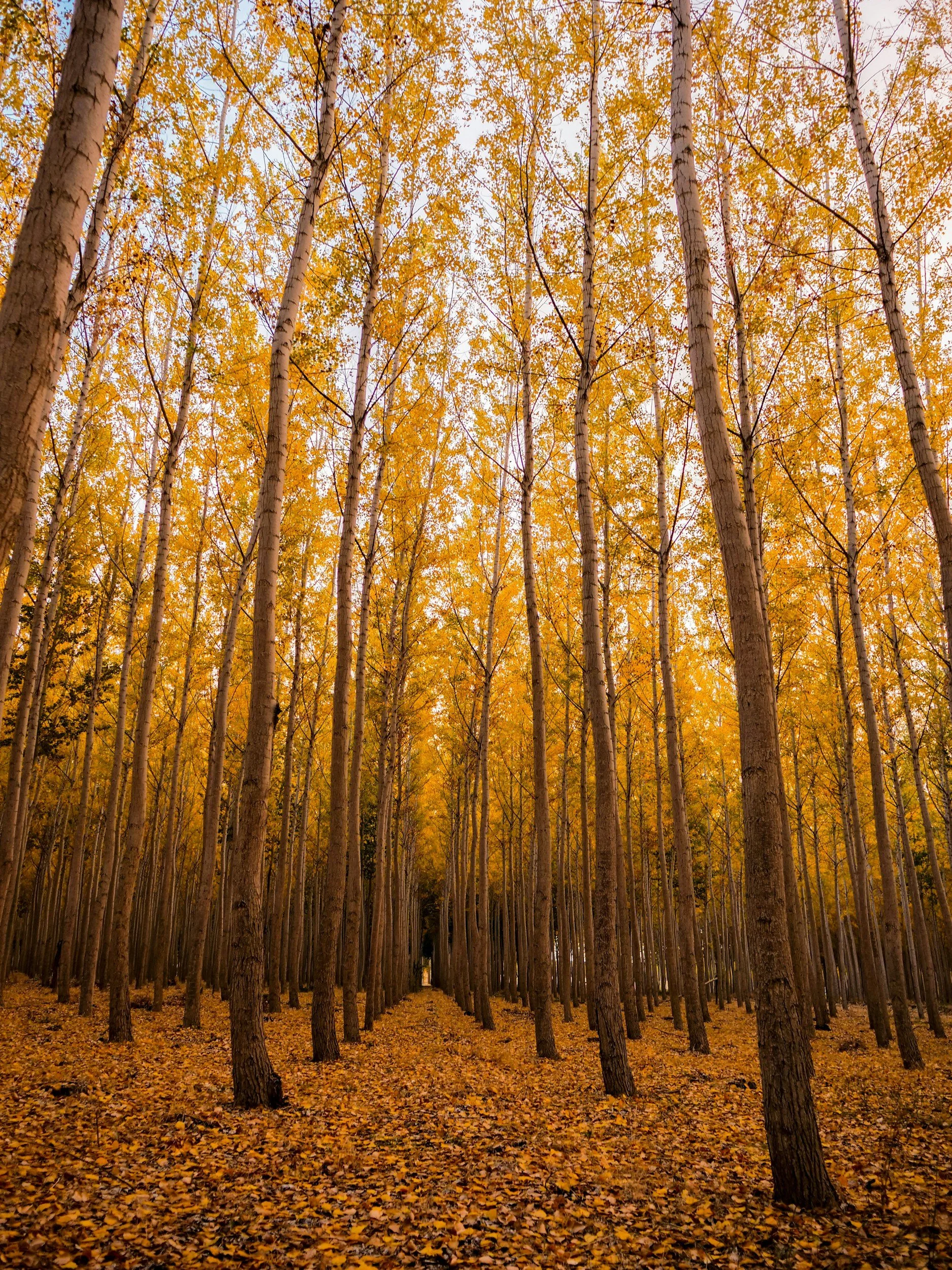 A forest of tall, narrow trees with orange and yellow leaves, with a leaf-covered ground and a narrow path running through the center.