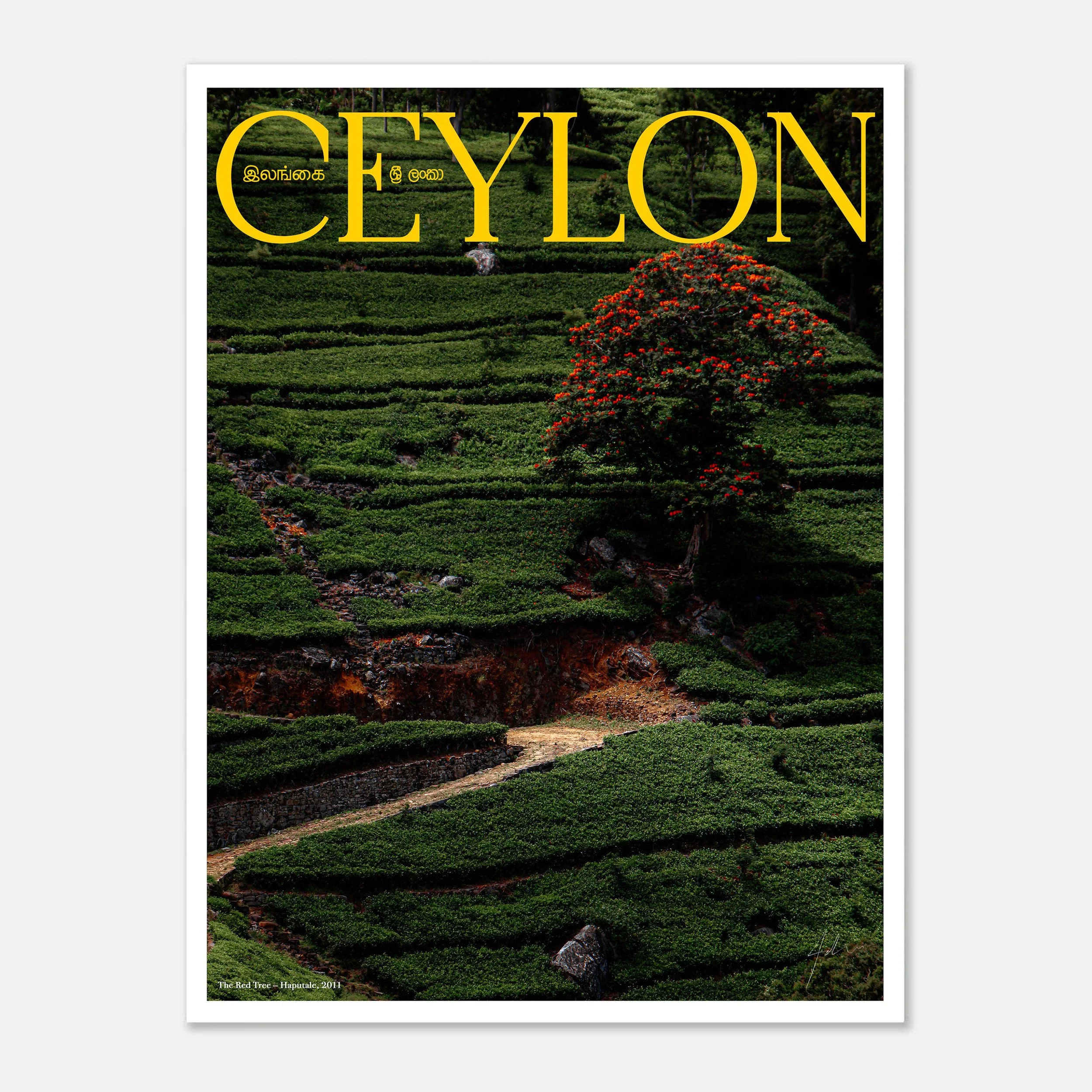 The Red Tree – Haputale, 2011