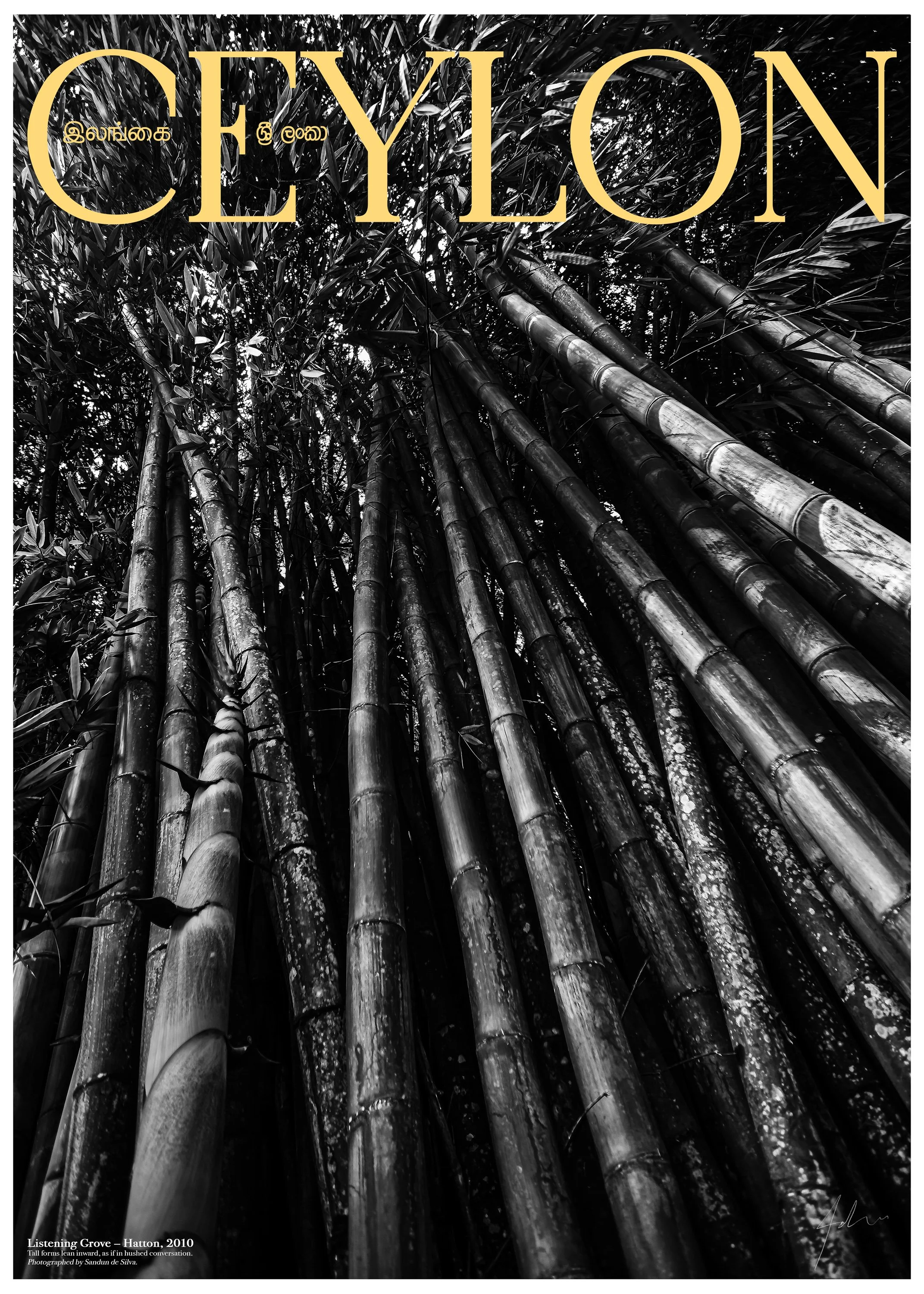 Listening Grove — Hatton, 2010 (Fine Art Print)