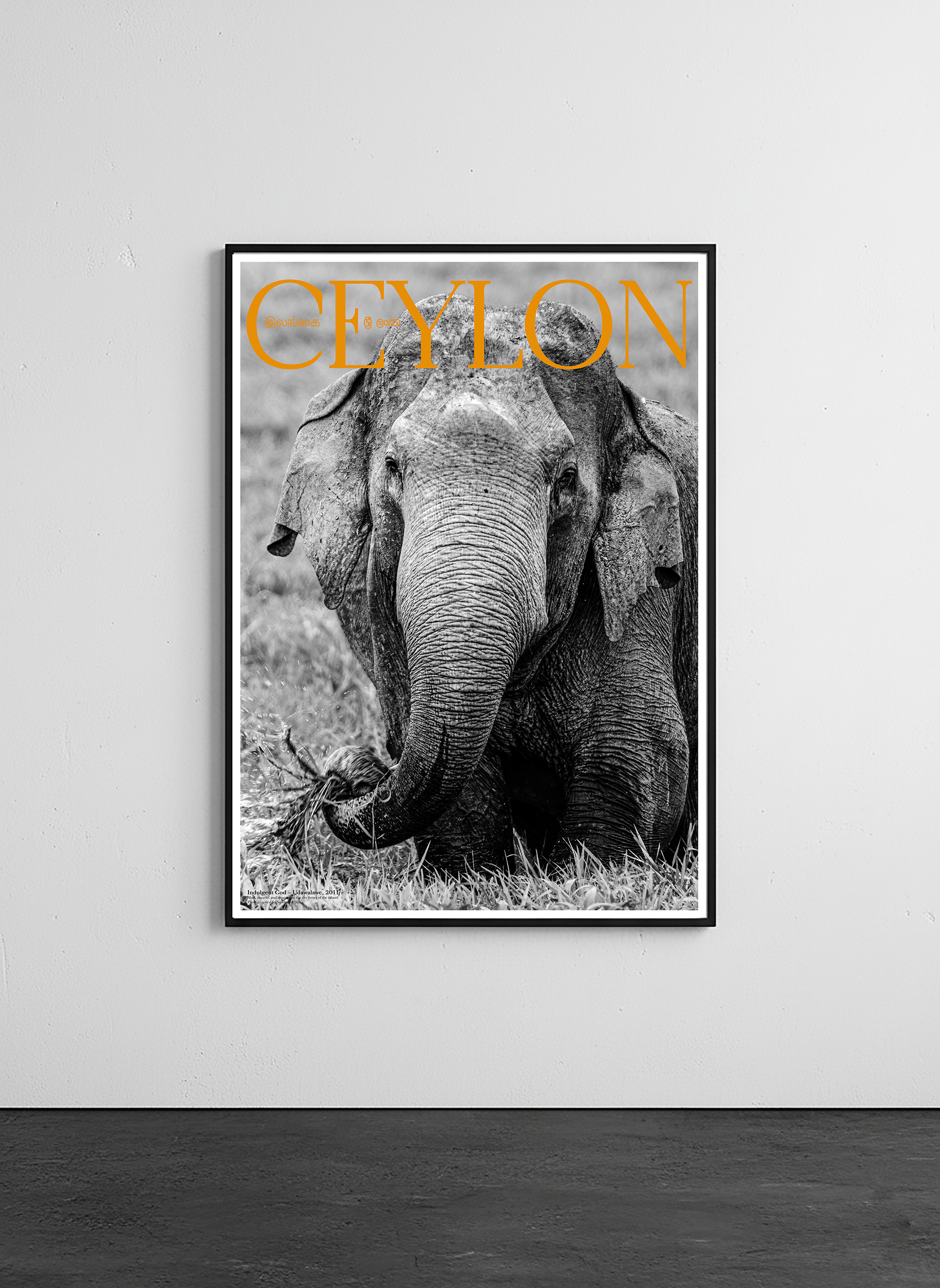 ceylong fine art poster of wild elephant framed on gallery wall