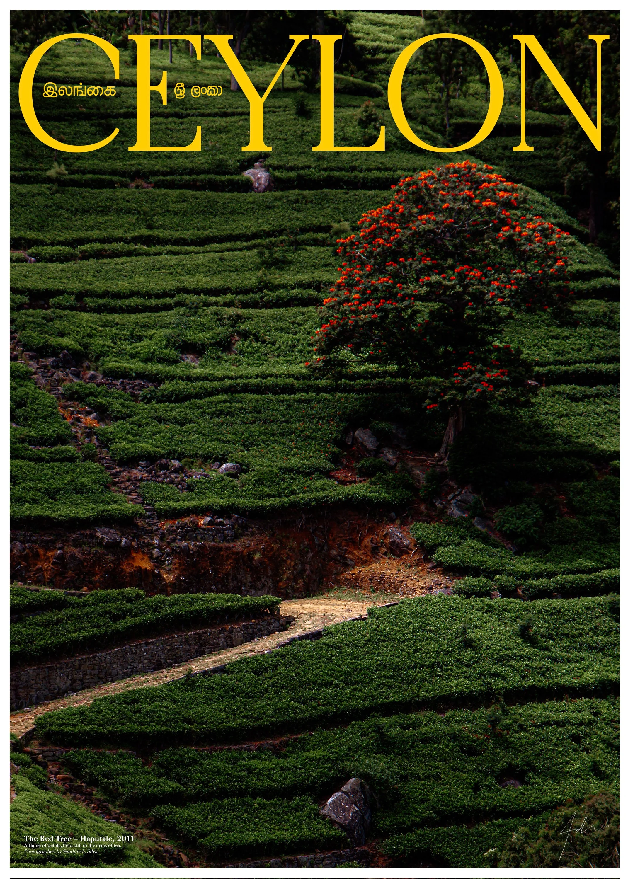 The Red Tree — Haputale, 2011 (Fine Art Print)