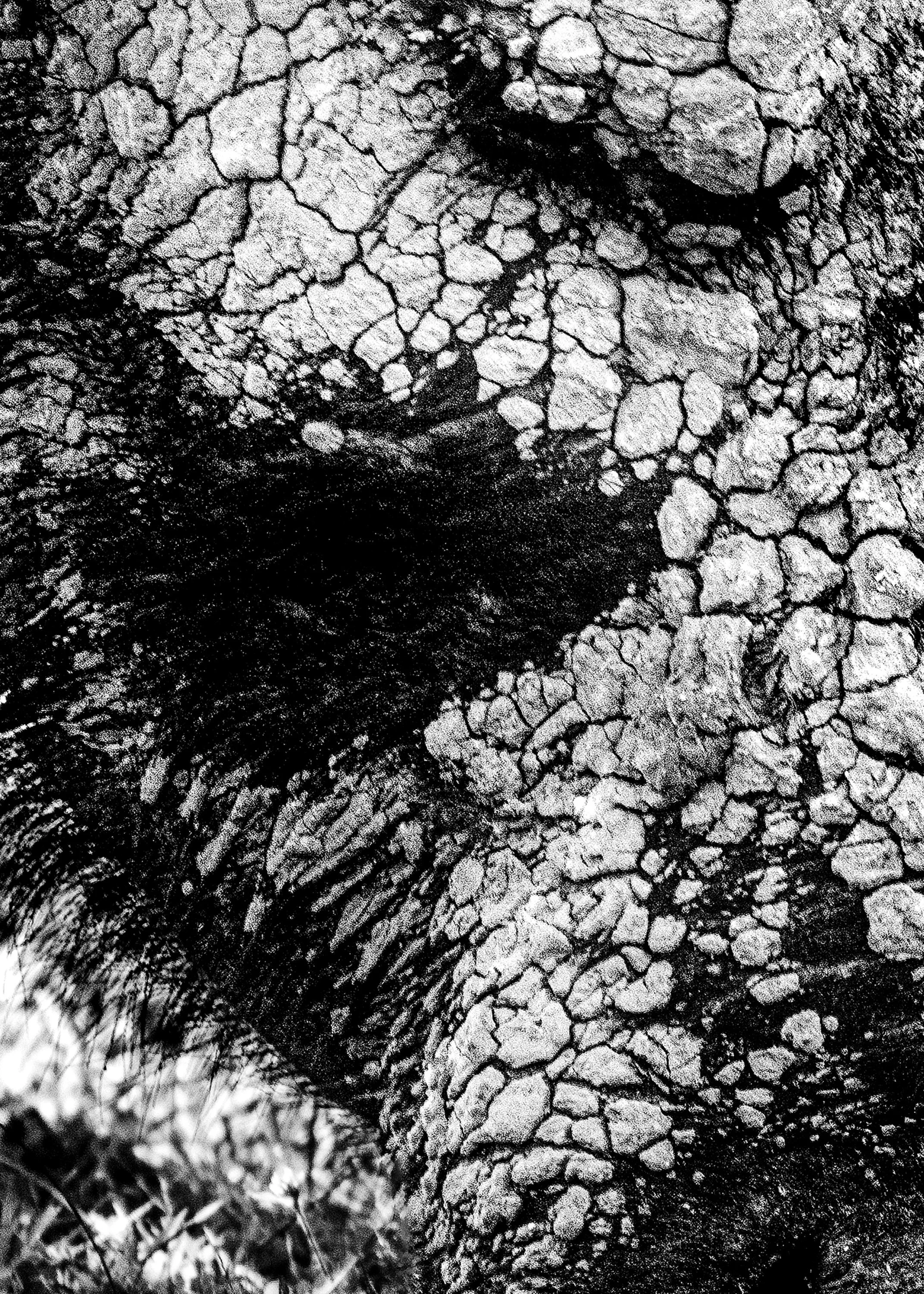 The Beast and the Earth – Bundala, 2004_CEYLON series by Sandun de Silva_01_.jpg