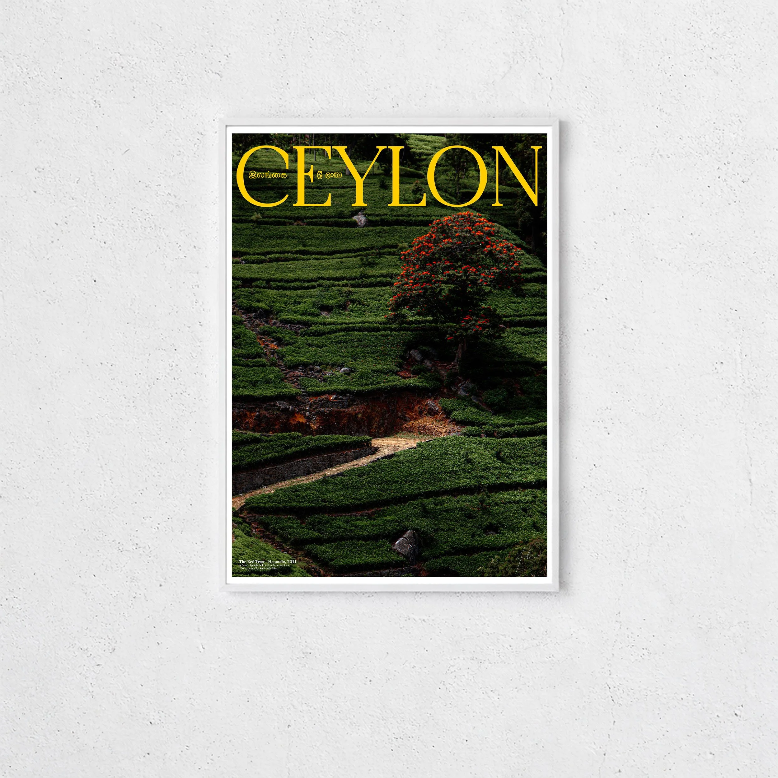 The Red Tree – Haputale, 2011_CEYLON series by Sandun de Silva_50x70cm_Hero2.jpg