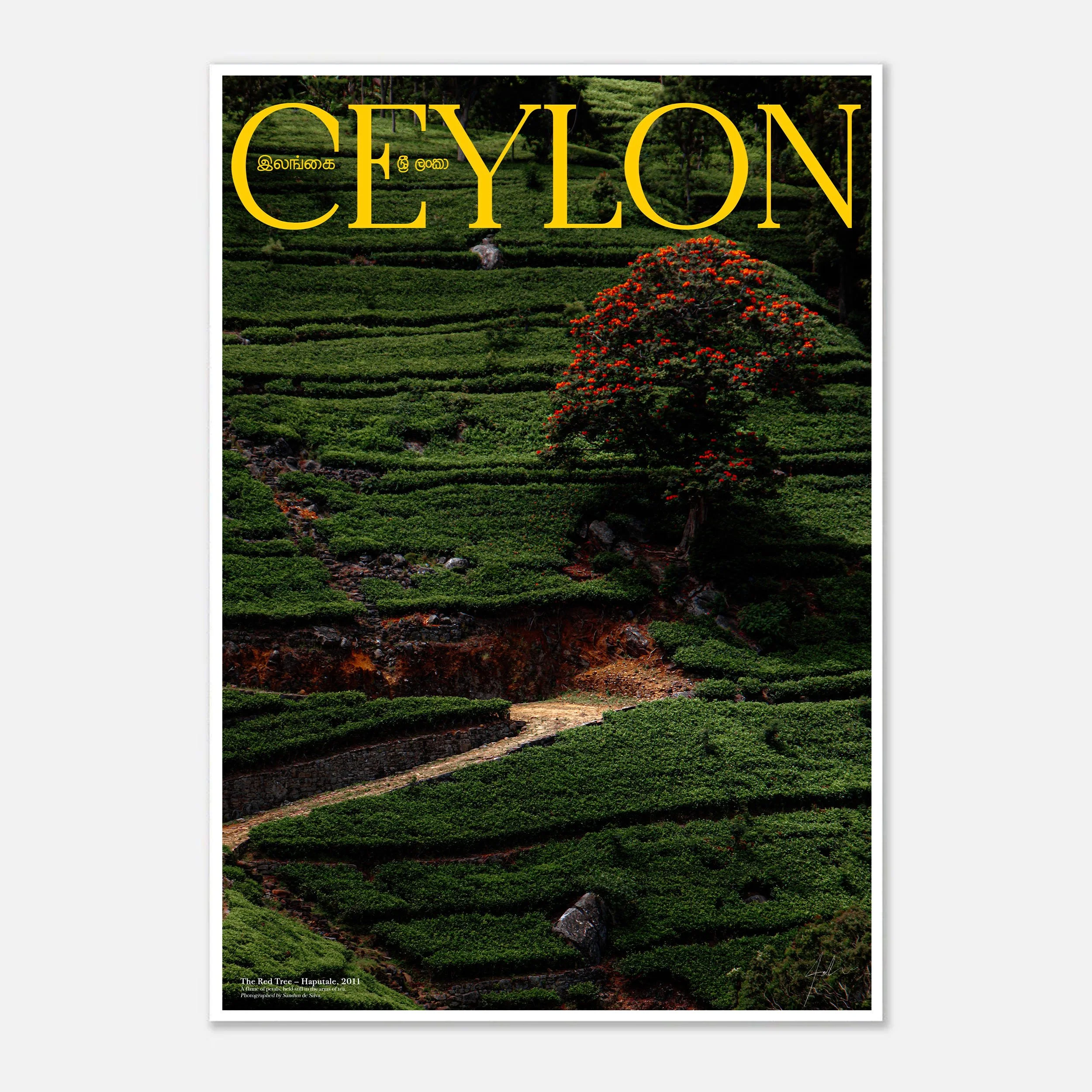 The Red Tree – Haputale, 2011_CEYLON series by Sandun de Silva_70x100cm_600dpi.jpg