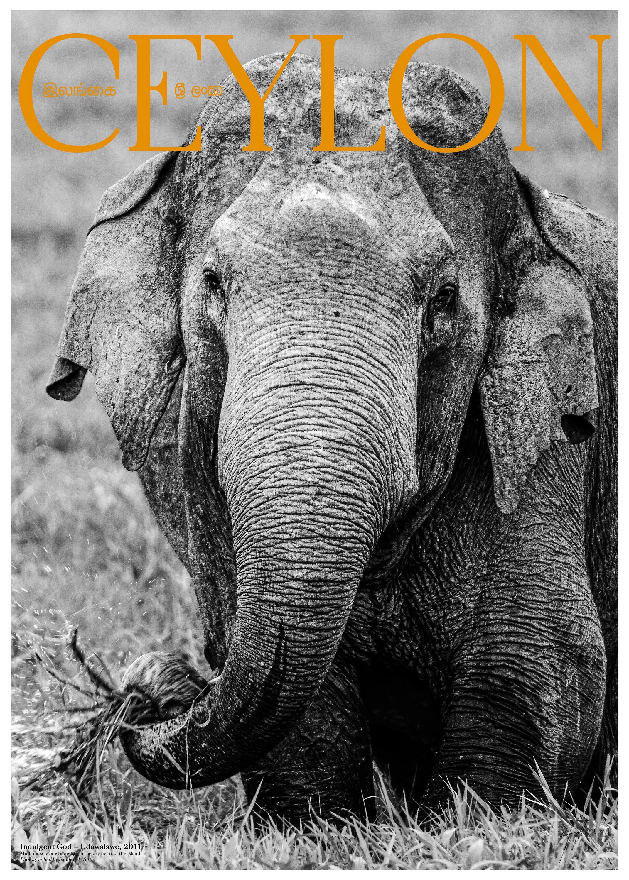 The Indulgent God — Udawalawe, 2011 (Fine Art Print)