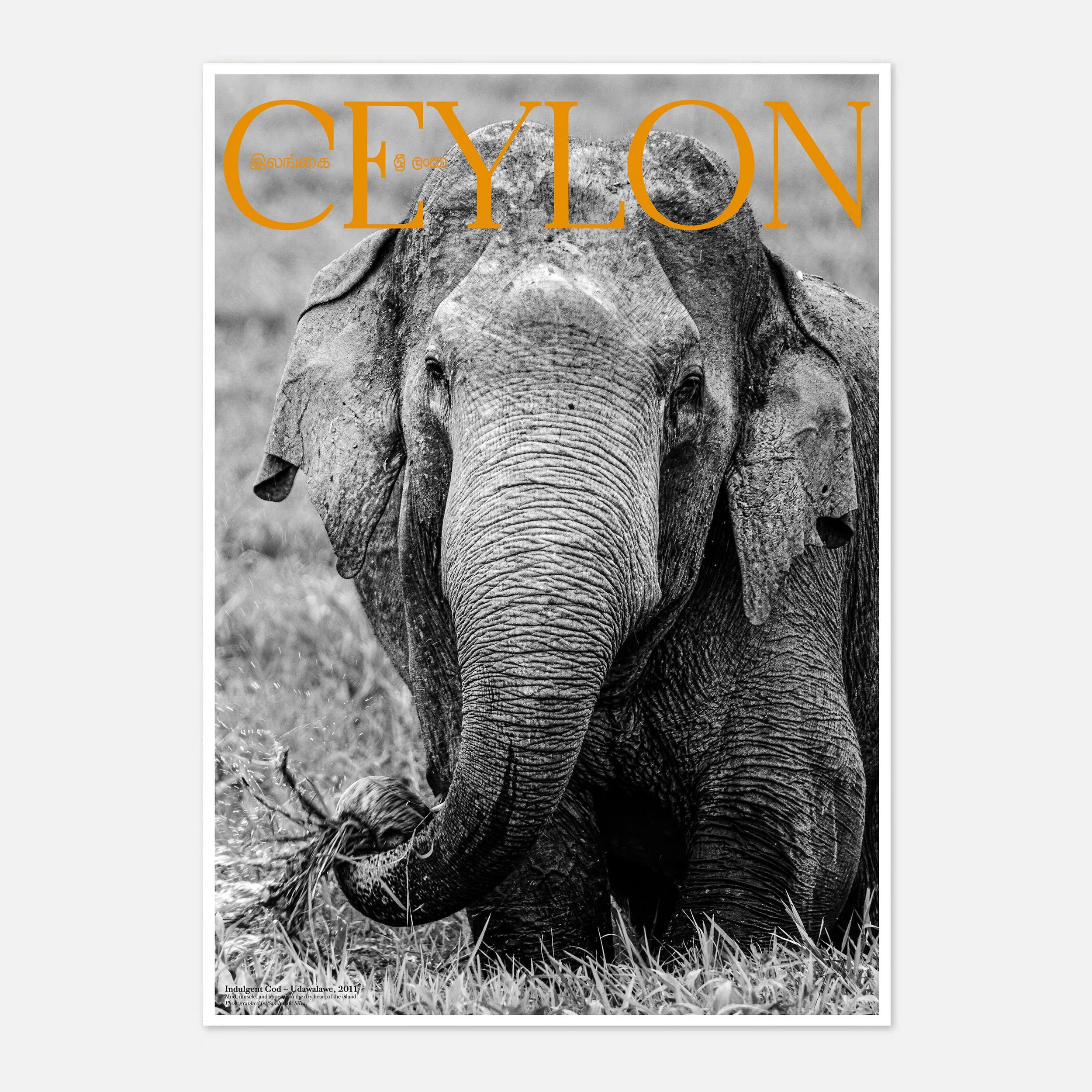 The Indulgent God – Udawalawe, 2011_CEYLON series by Sandun de Silva_50x70cm_key.jpg