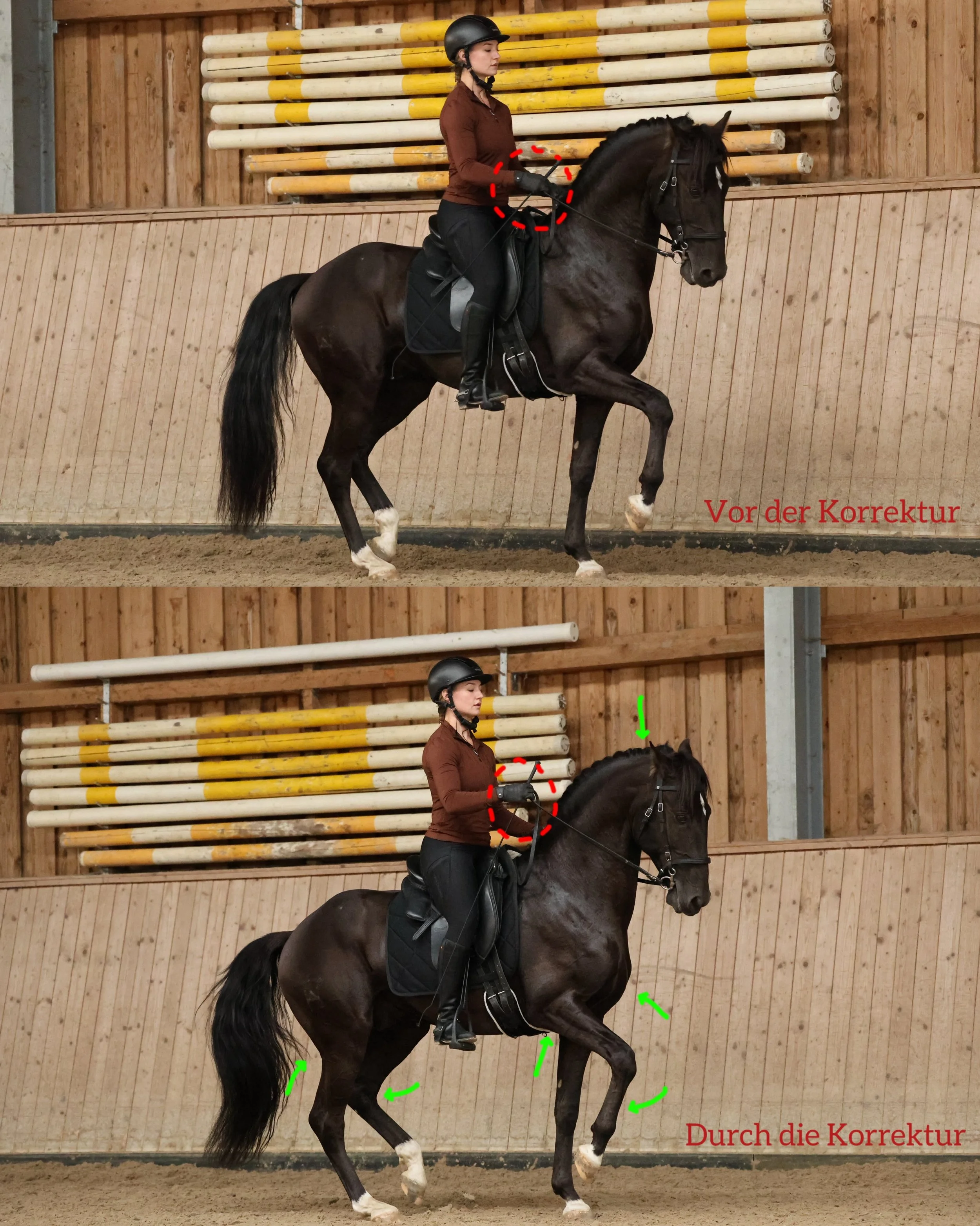 Durch ein Anheben der Hand kann sich Limonero besser in den Hanken beugen und aus dem Brustkorb heben, wodurch die Piaffe korrekter wird. 