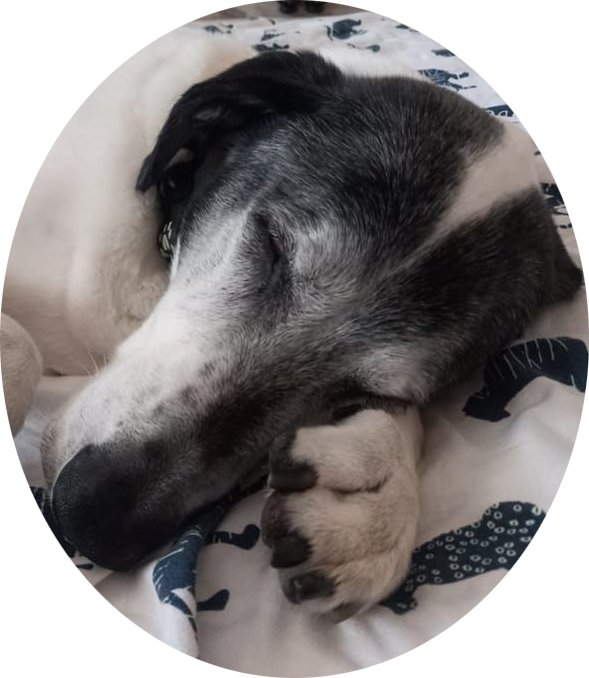 A close-up of a sleeping dog with a black and white coat, lying on a bed with patterned sheets.