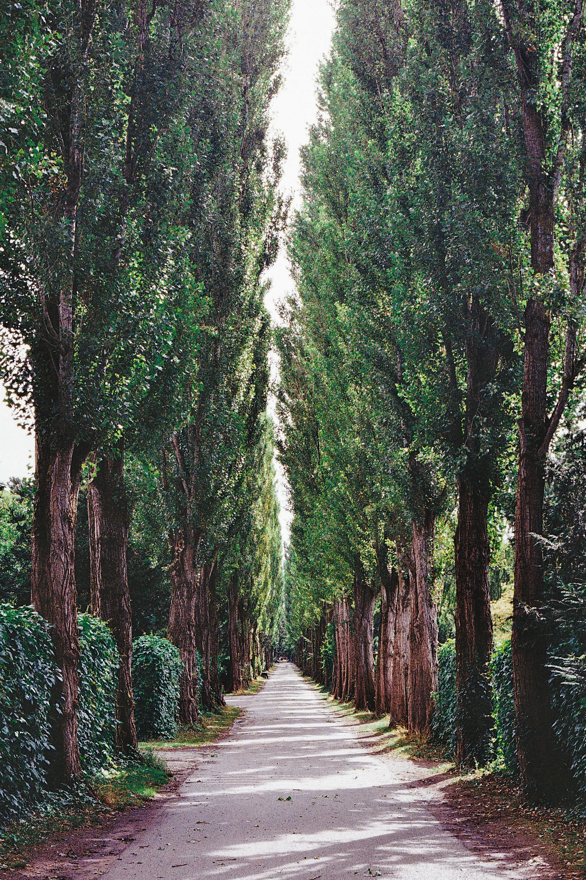 A dirt pathway lined with tall green trees on both sides, creating a natural tunnel, in a rural or park setting.